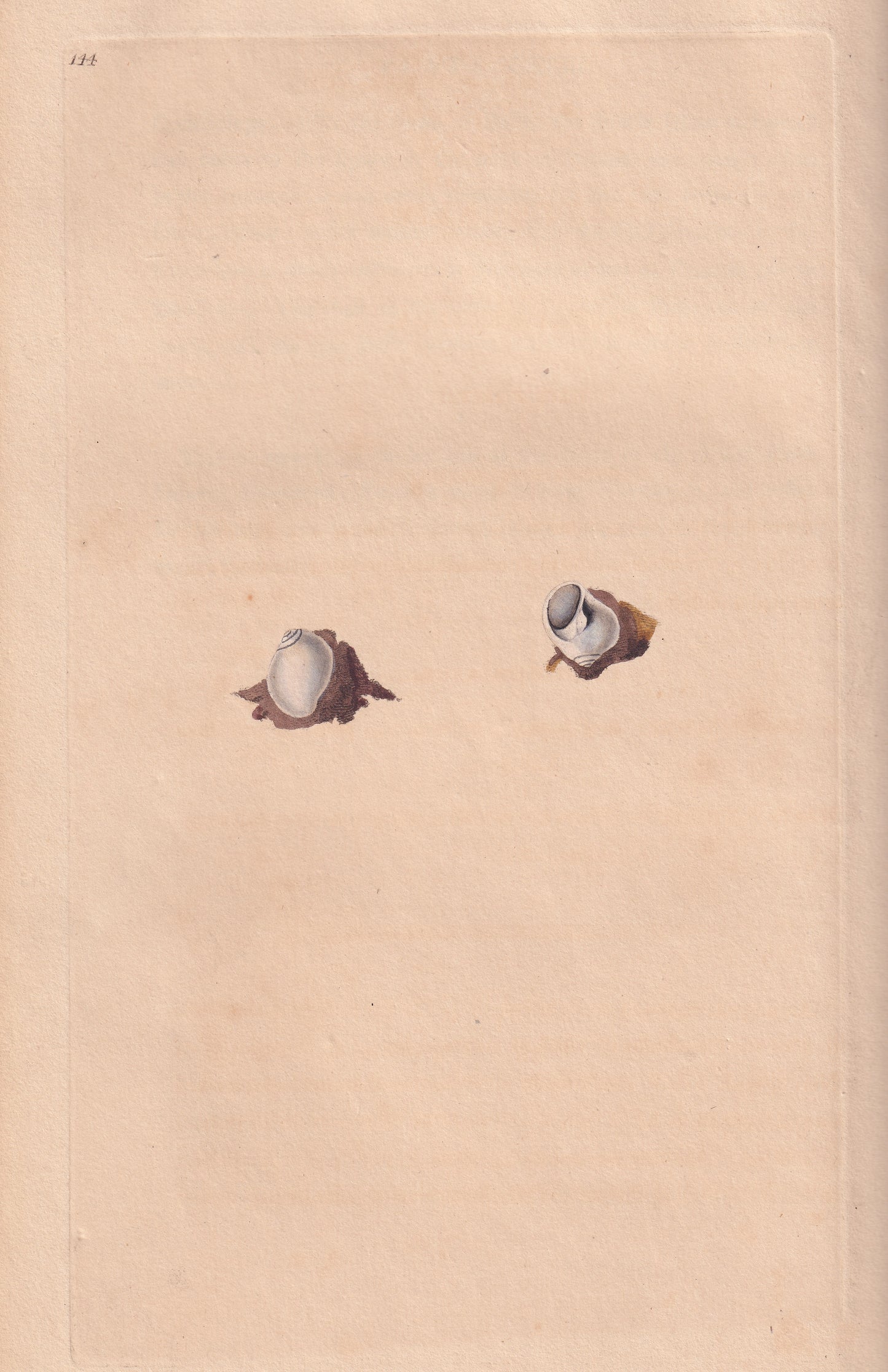 Nerita Nitida