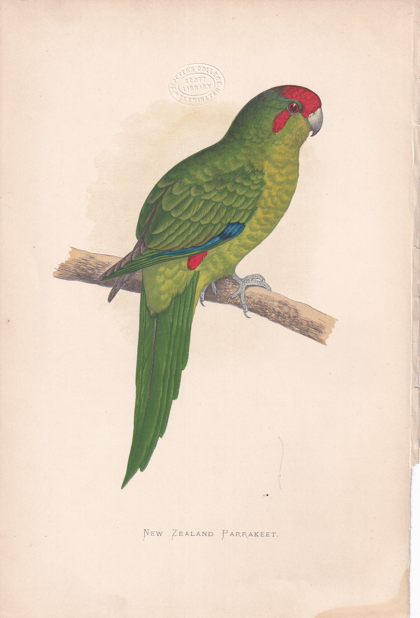 New Zealand Parrakeet