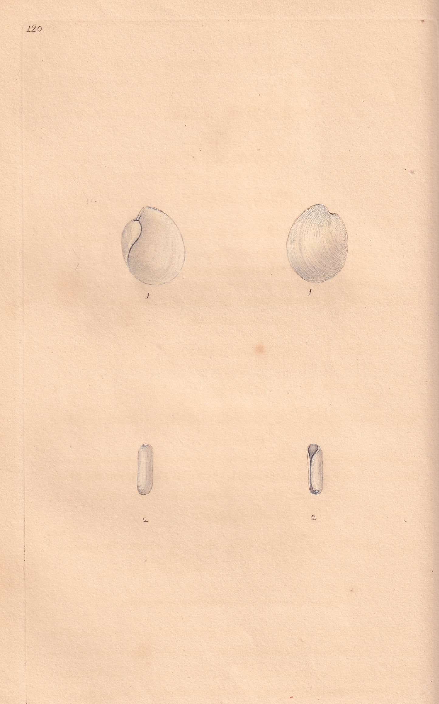 Open Bulla or Bubble