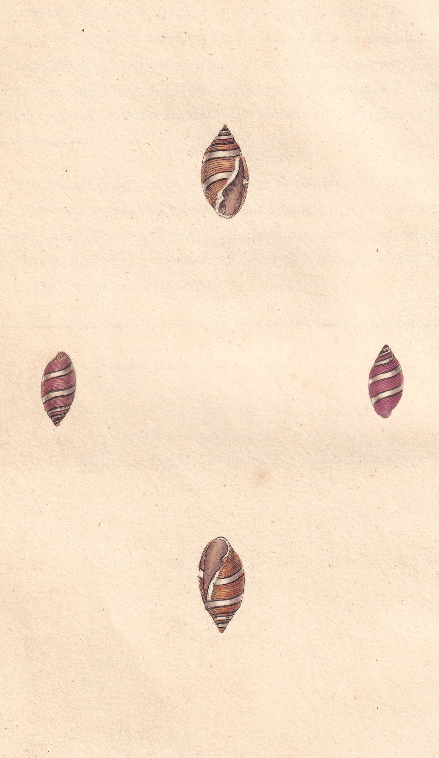 Oral Volute