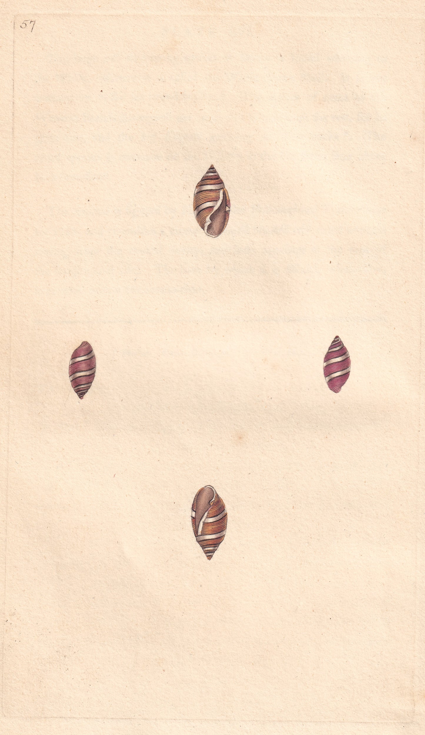 Oral Volute
