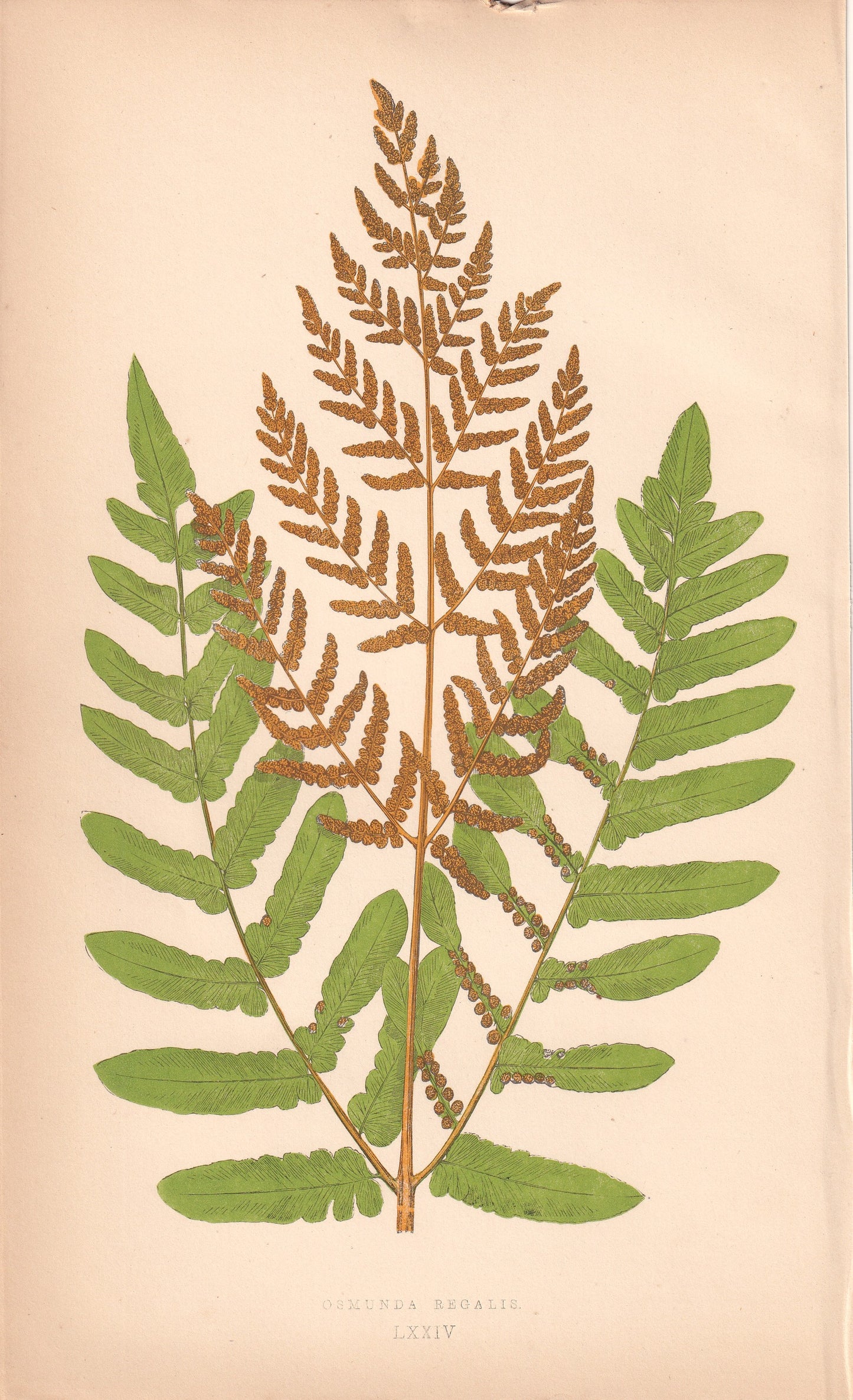 Osmunda Regalis