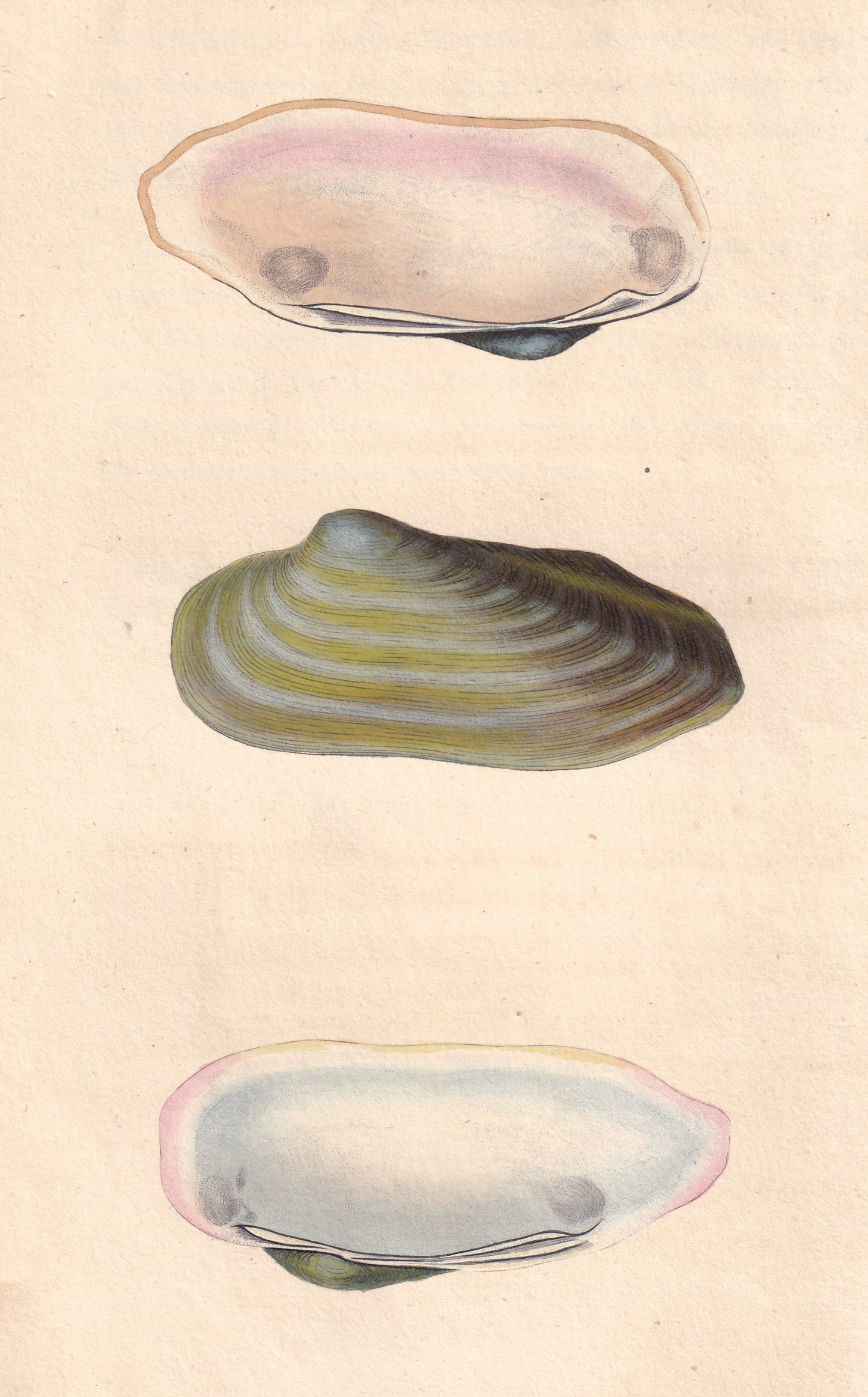 Oval Gaper