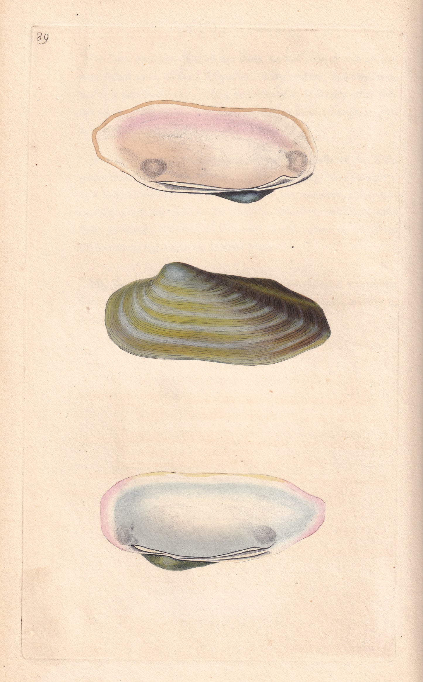 Oval Gaper