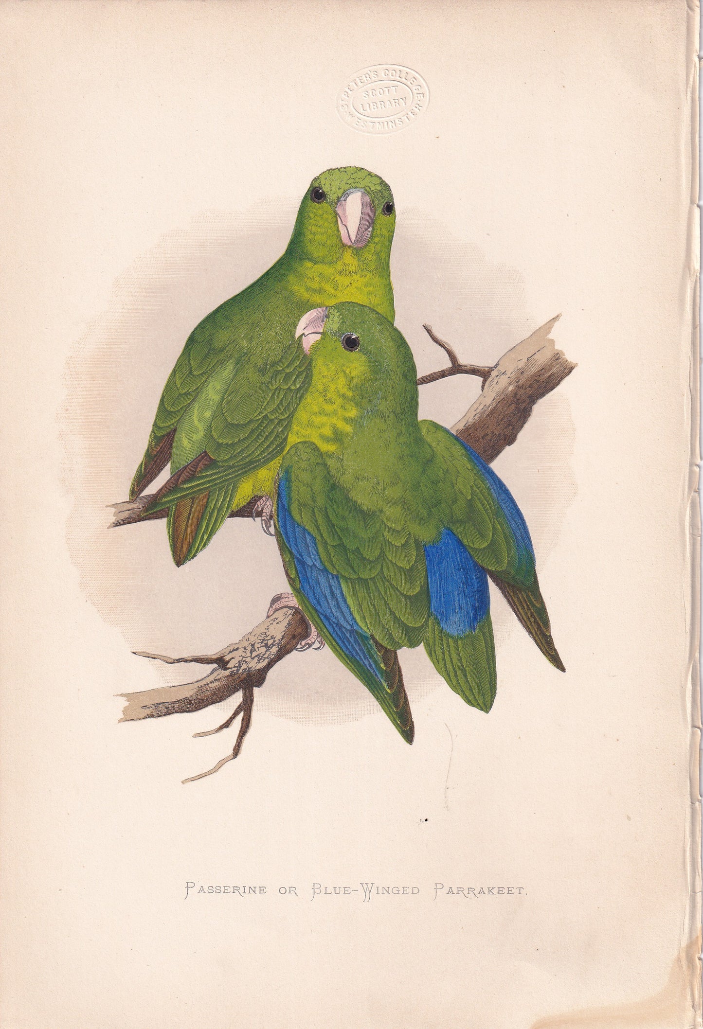 Passerine Or Blue Winged Parrakeet