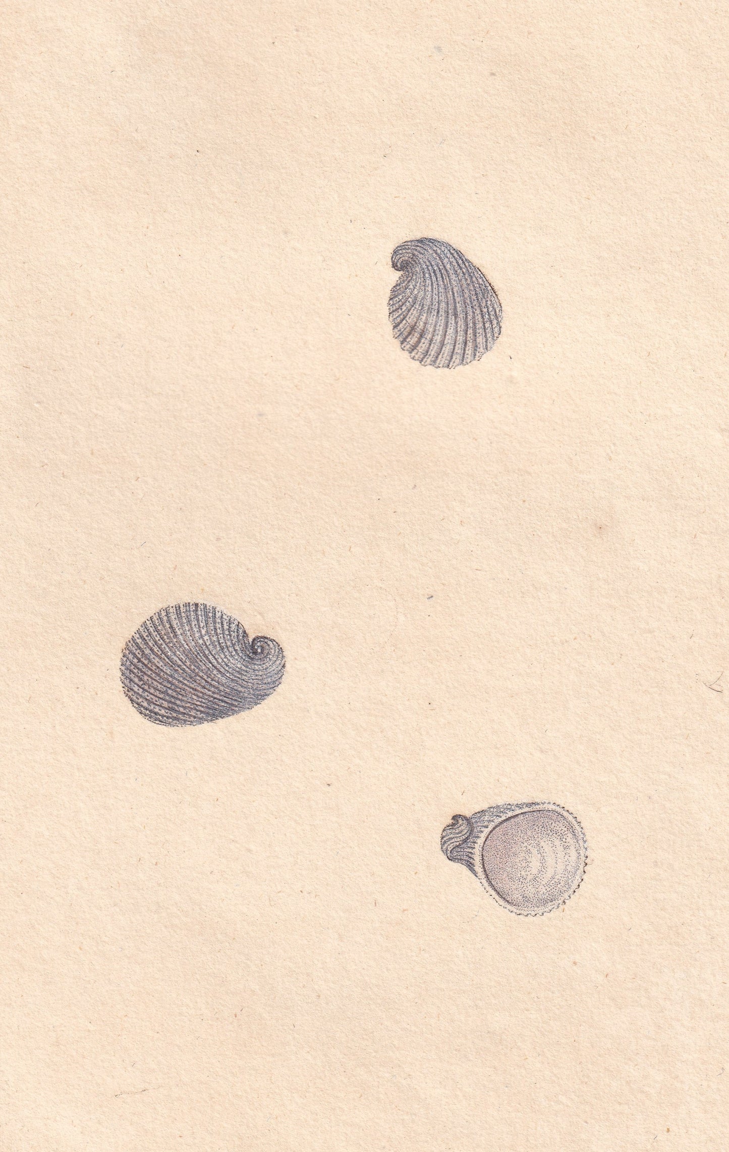 Patella Militaris