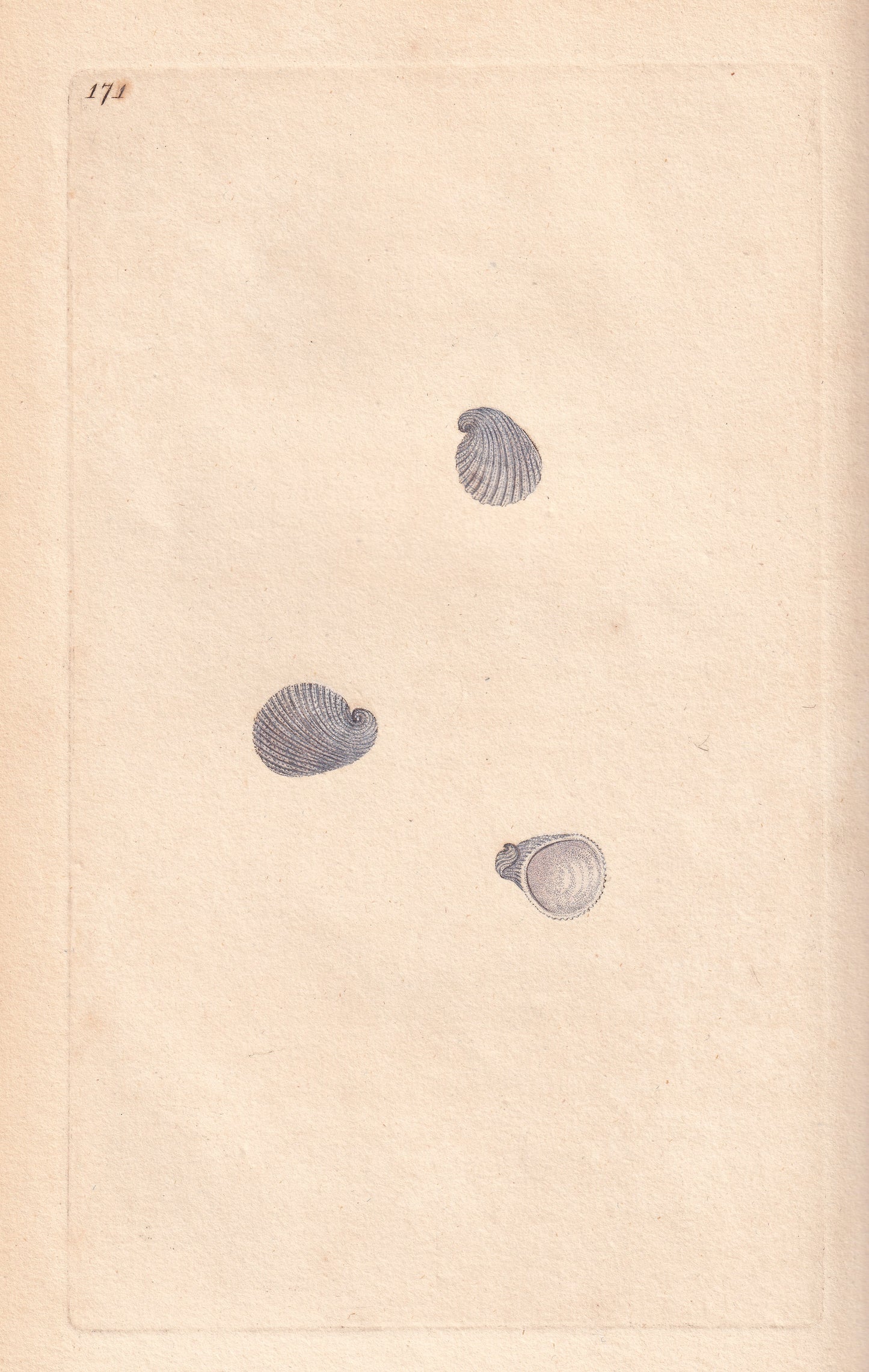 Patella Militaris
