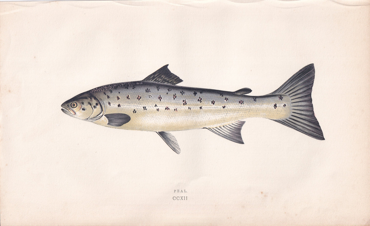 Peal