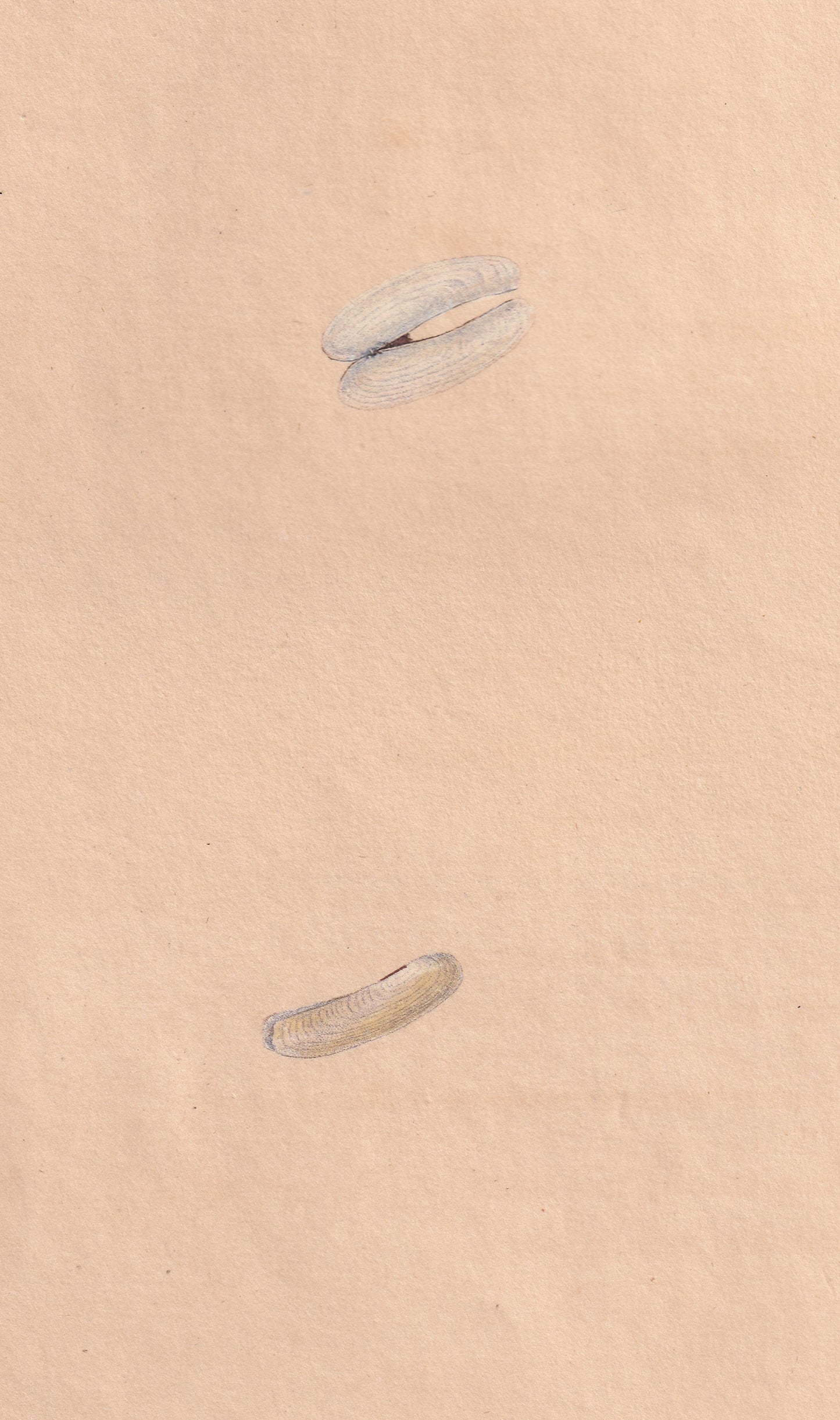Pellucid Razor Shell