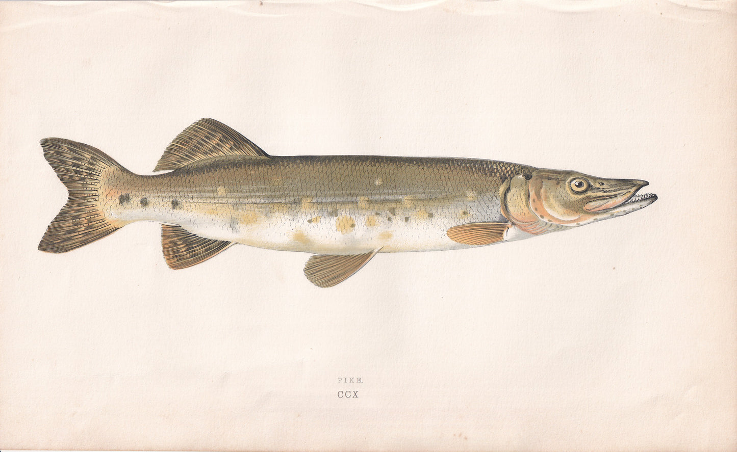 Pike
