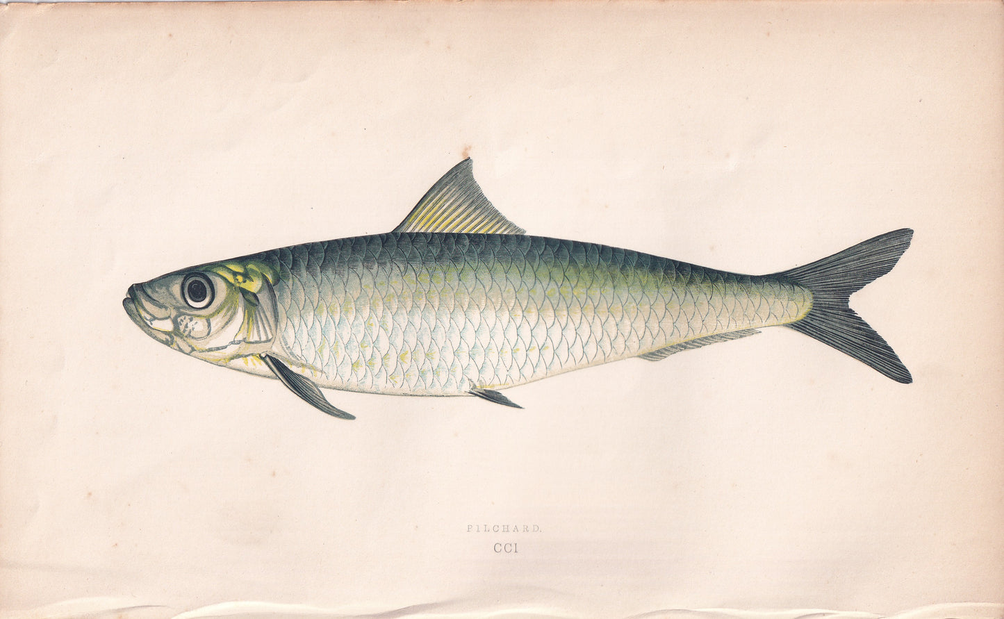 Pilchard