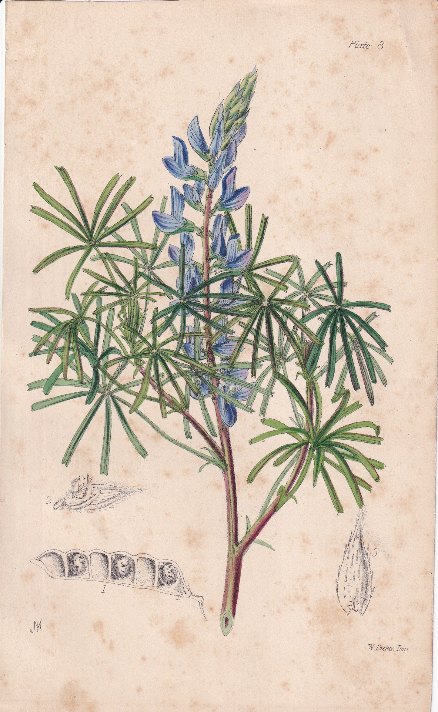 Lupinus reticulatus - original hand-coloured botanical lithograph by John Traherne Moggridge, 1864