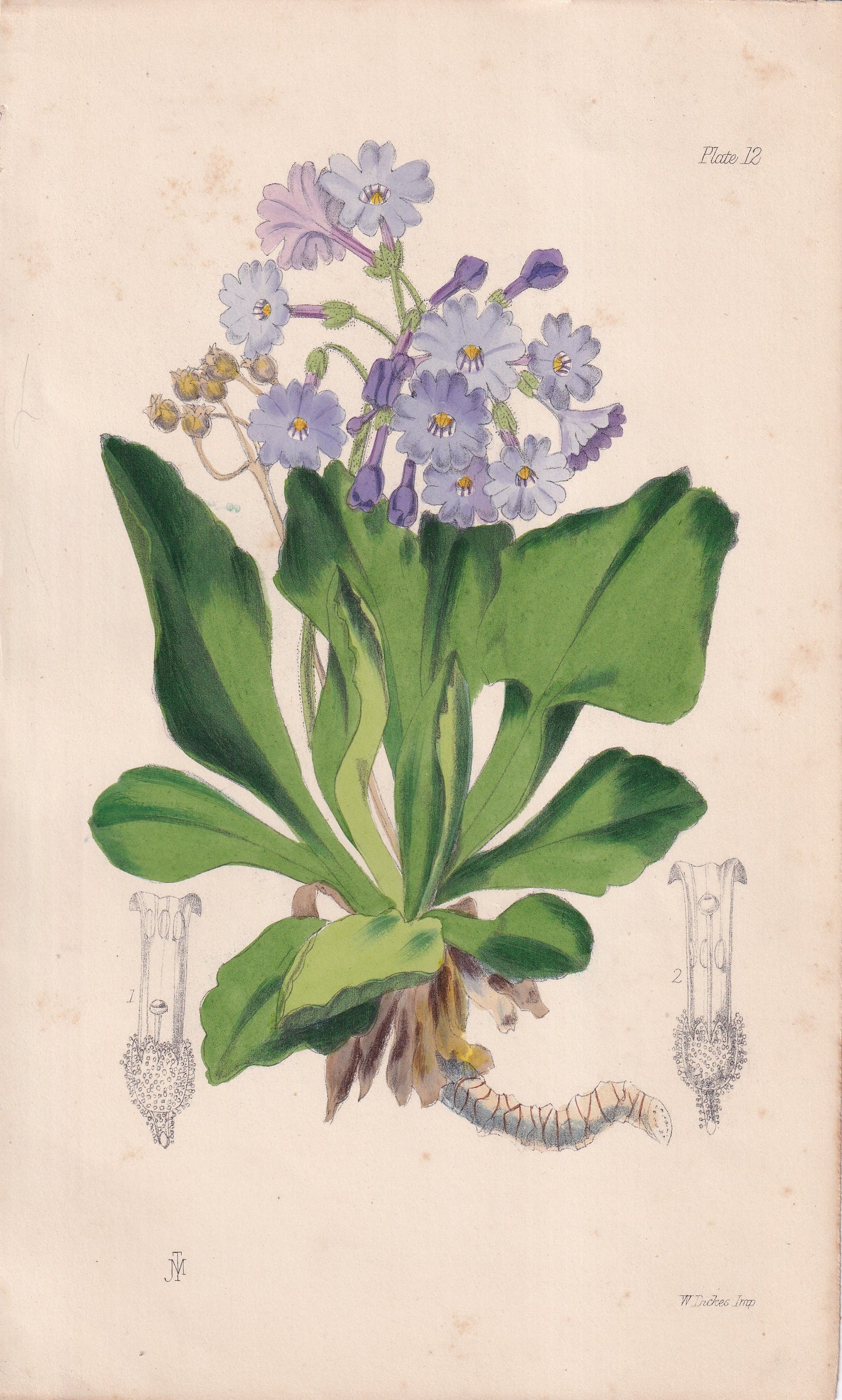 Primula latifolia - original hand-coloured botanical lithograph by John Traherne Moggridge, 1864