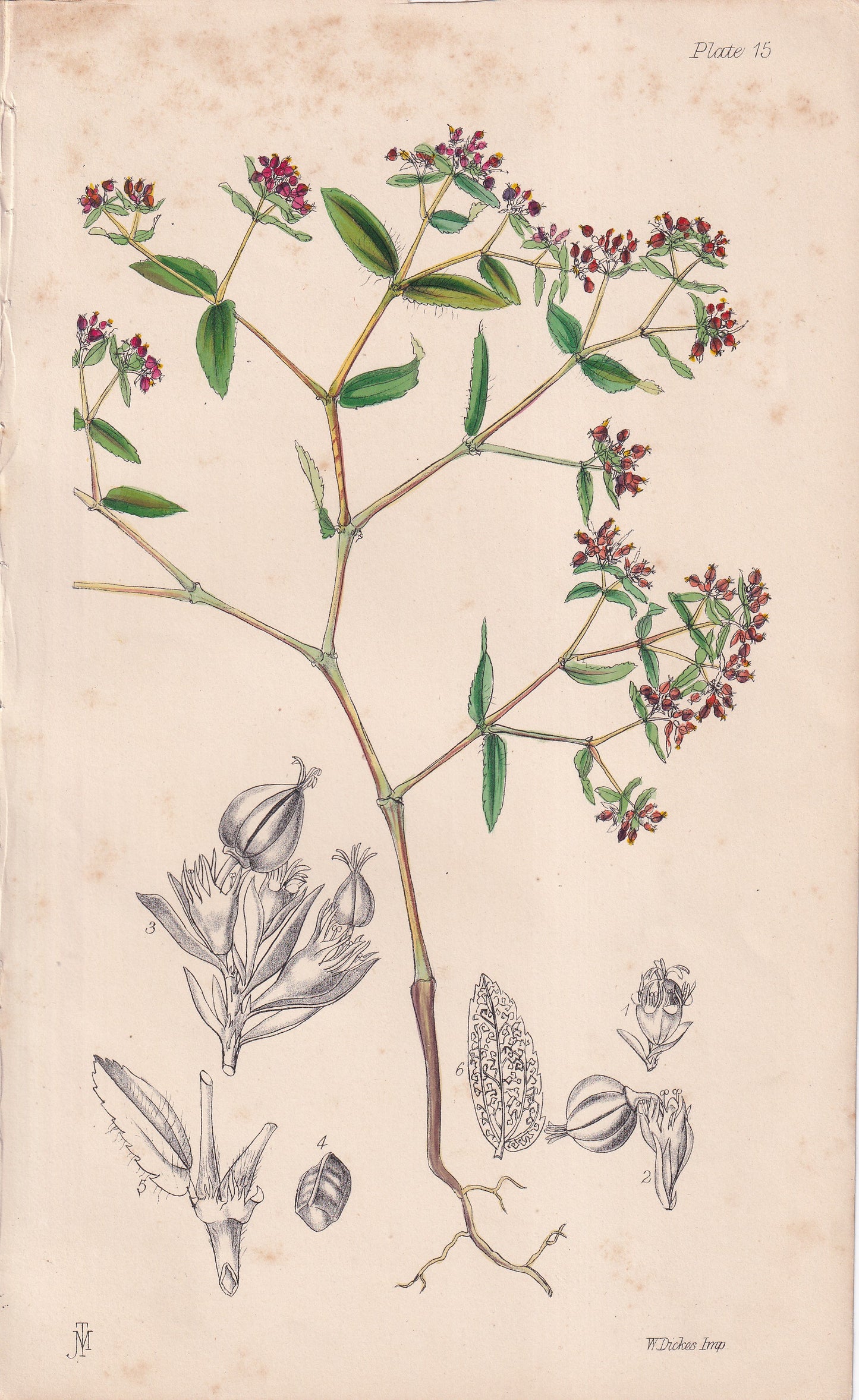 Euphorbia preslii - original hand-coloured botanical lithograph by John Traherne Moggridge, 1864