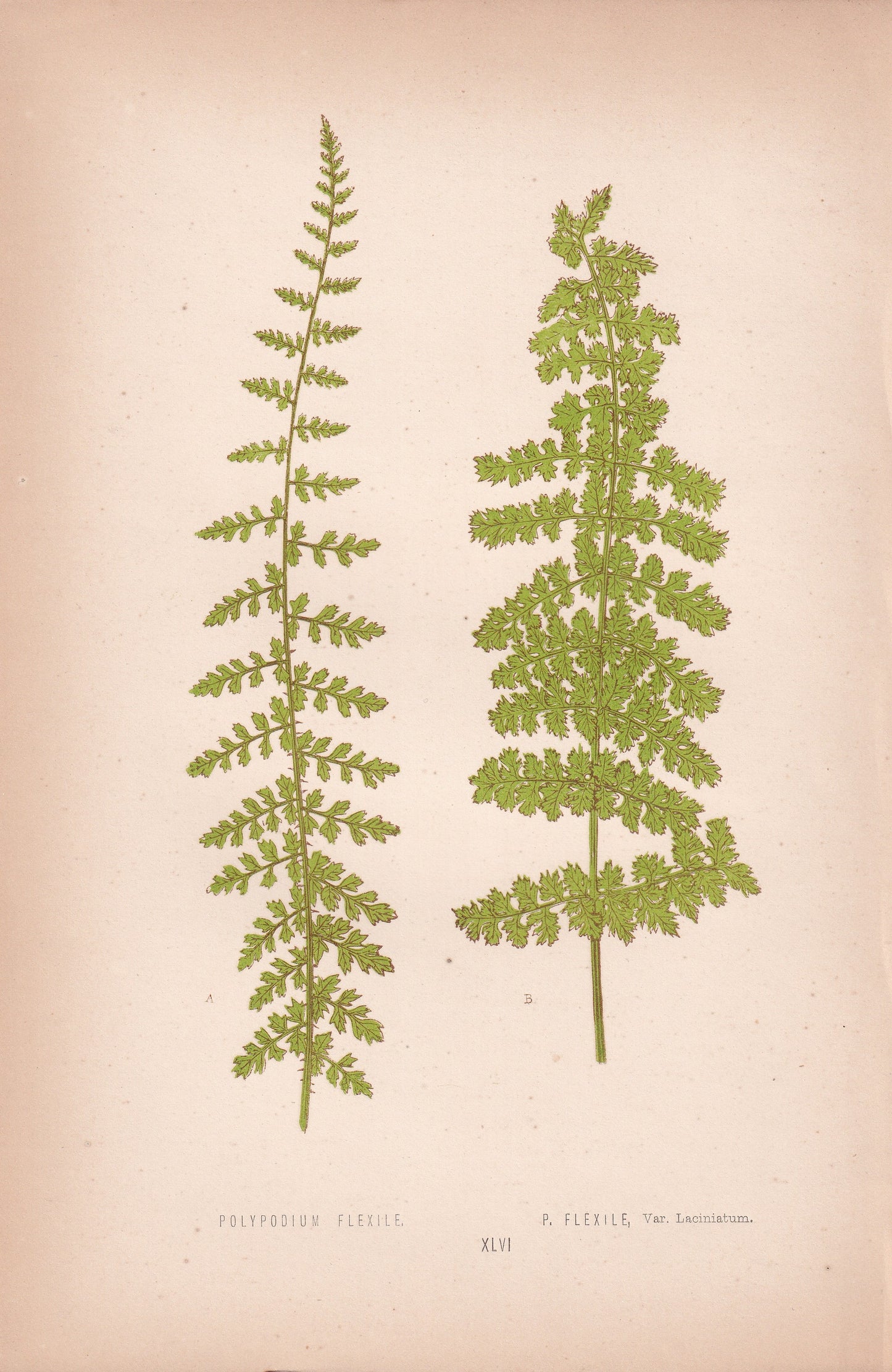 Polypodium Flexile