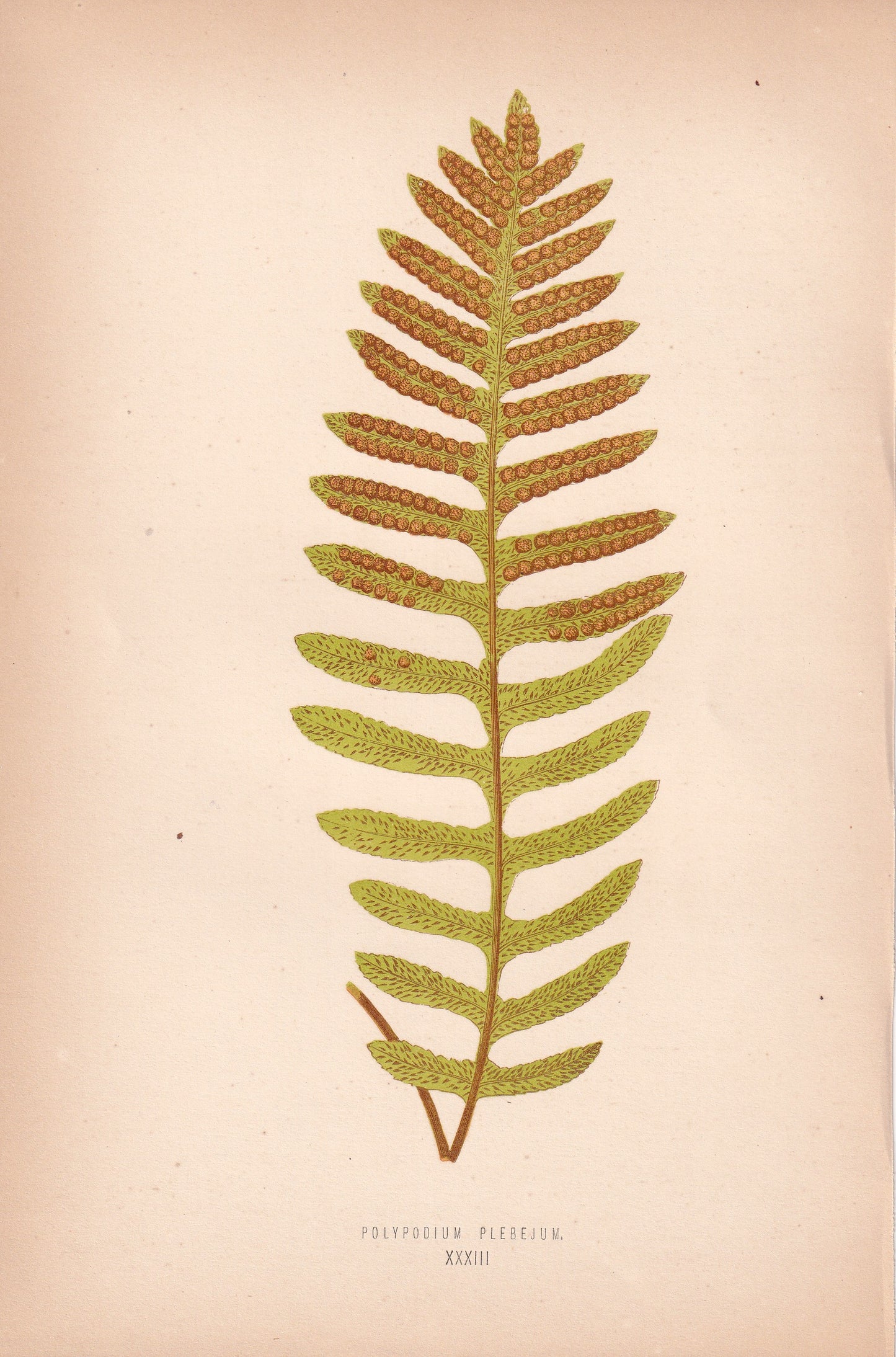 Polypodium Plebejum