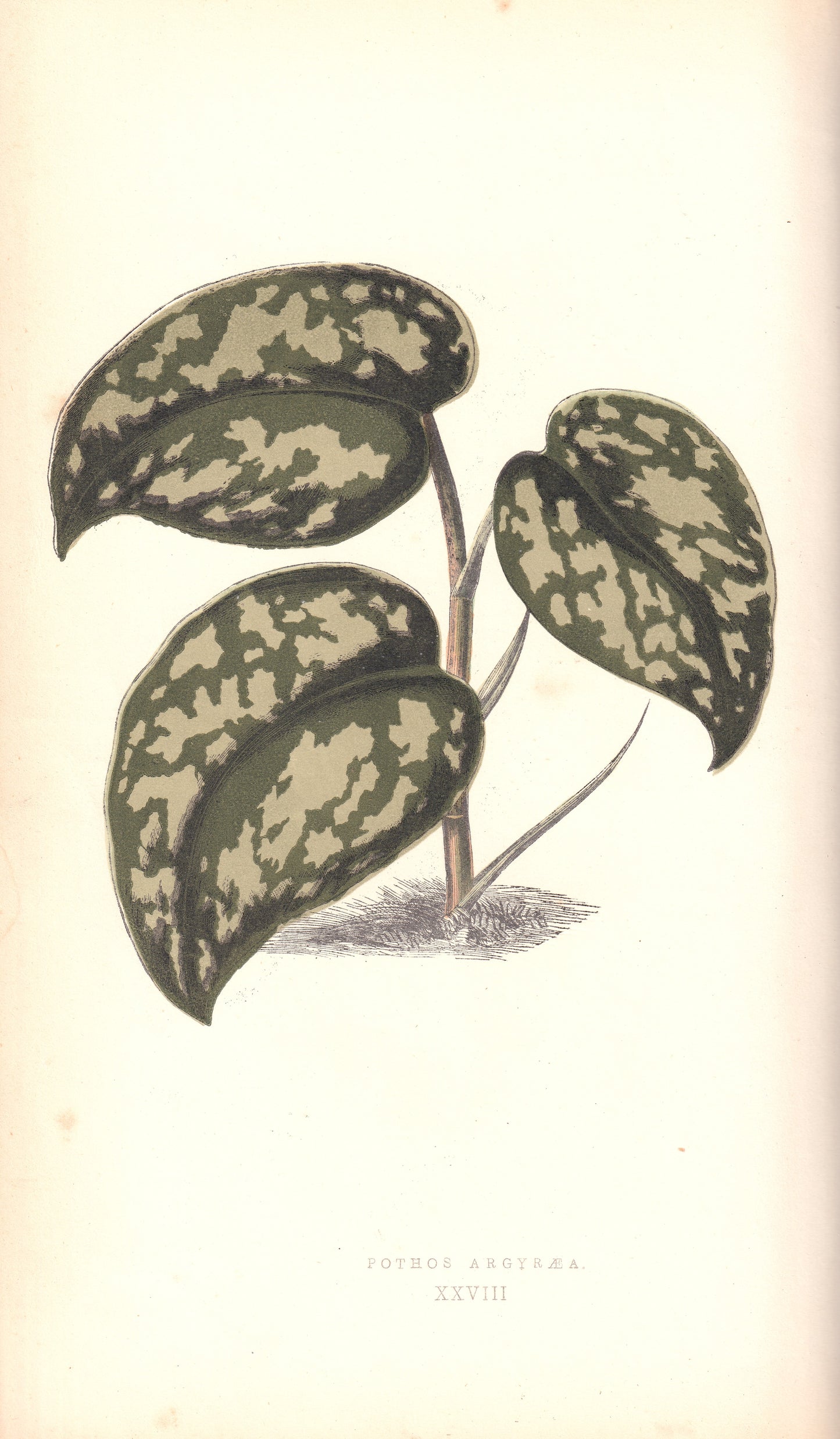 Antique Print, Botanical Print, Botanical Art, Vintage Print, Wall Art, Home Décor, Collectible, Original Print, Engraving, Lithograph, Hand-colored, Victorian, Hand-coloured, 19th Century