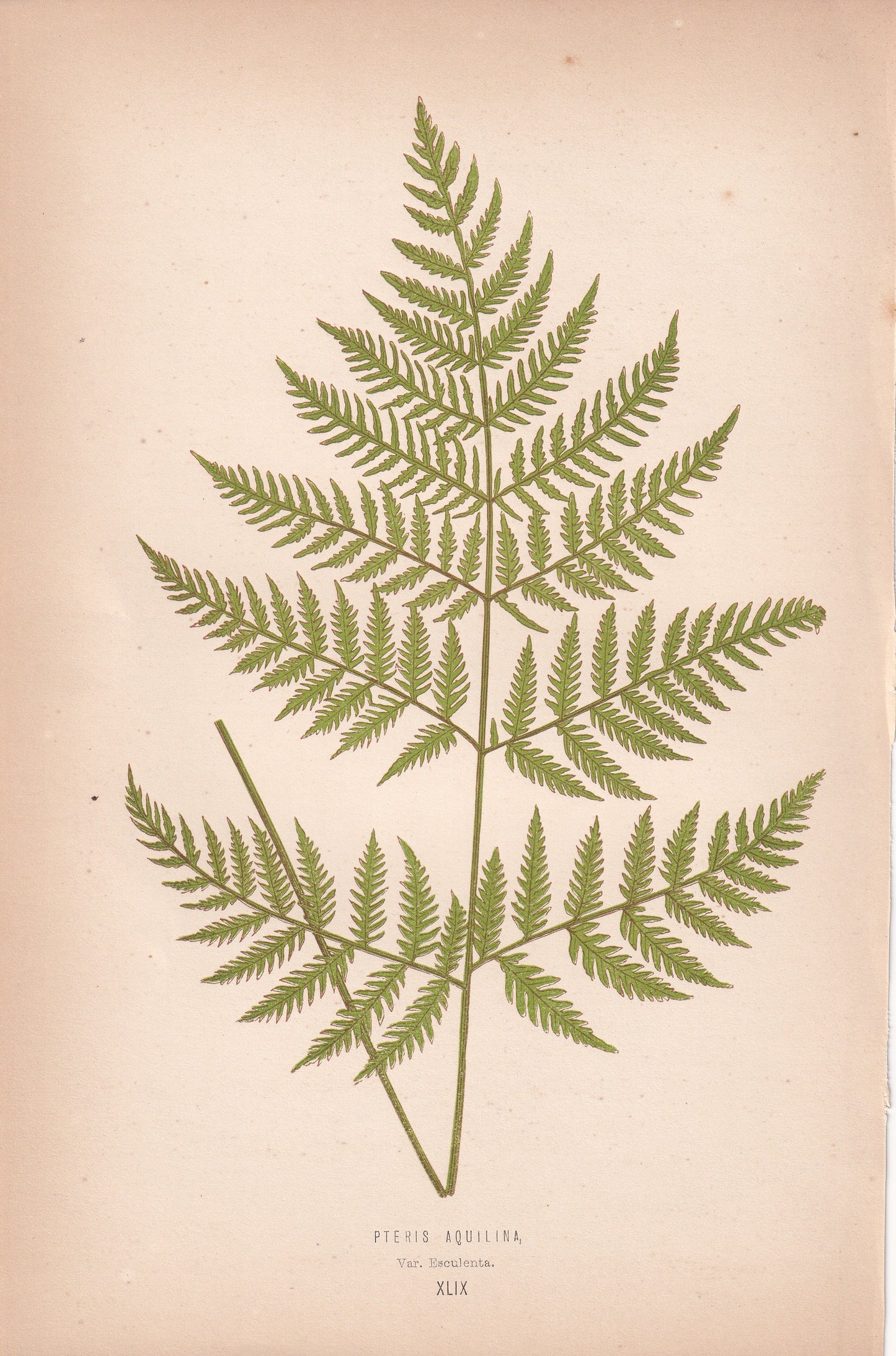 Pteris Aquilina Var. Esculenta