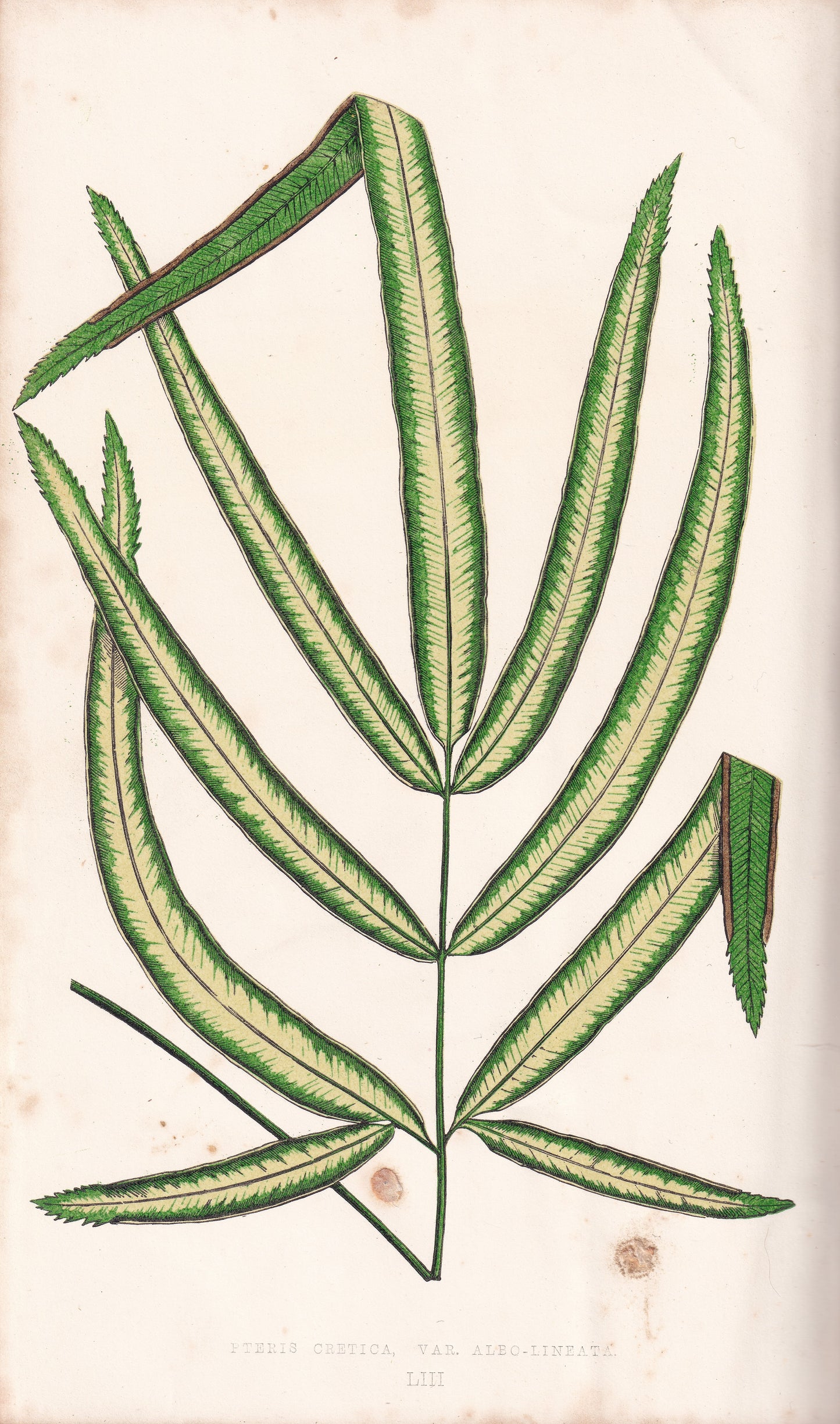 Antique Print, Botanical Print, Botanical Art, Vintage Print, Wall Art, Home Décor, Collectible, Original Print, Engraving, Lithograph, Hand-colored, Victorian, Hand-coloured, 19th Century