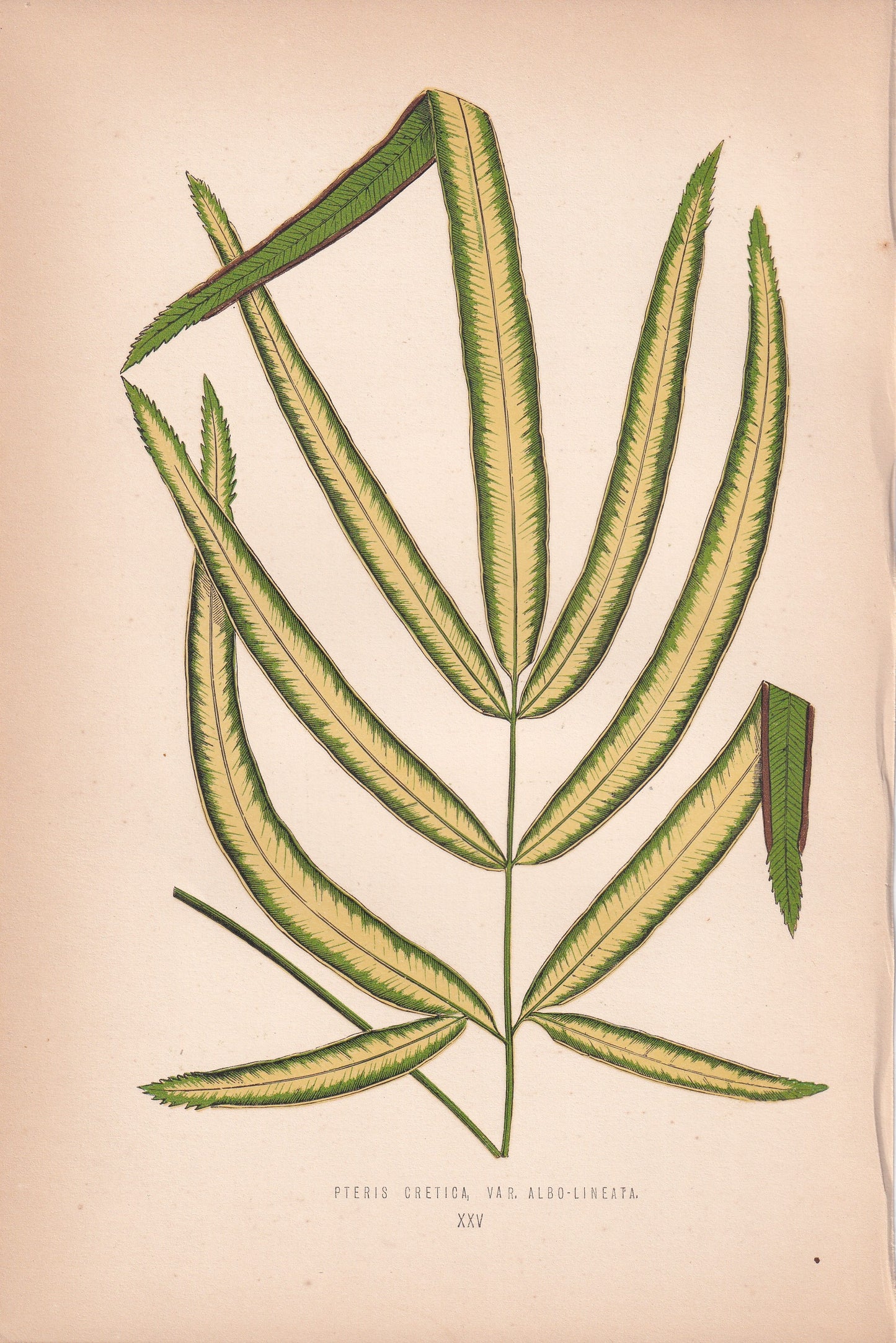 Pteris Cretica Var. Albo-Lineata