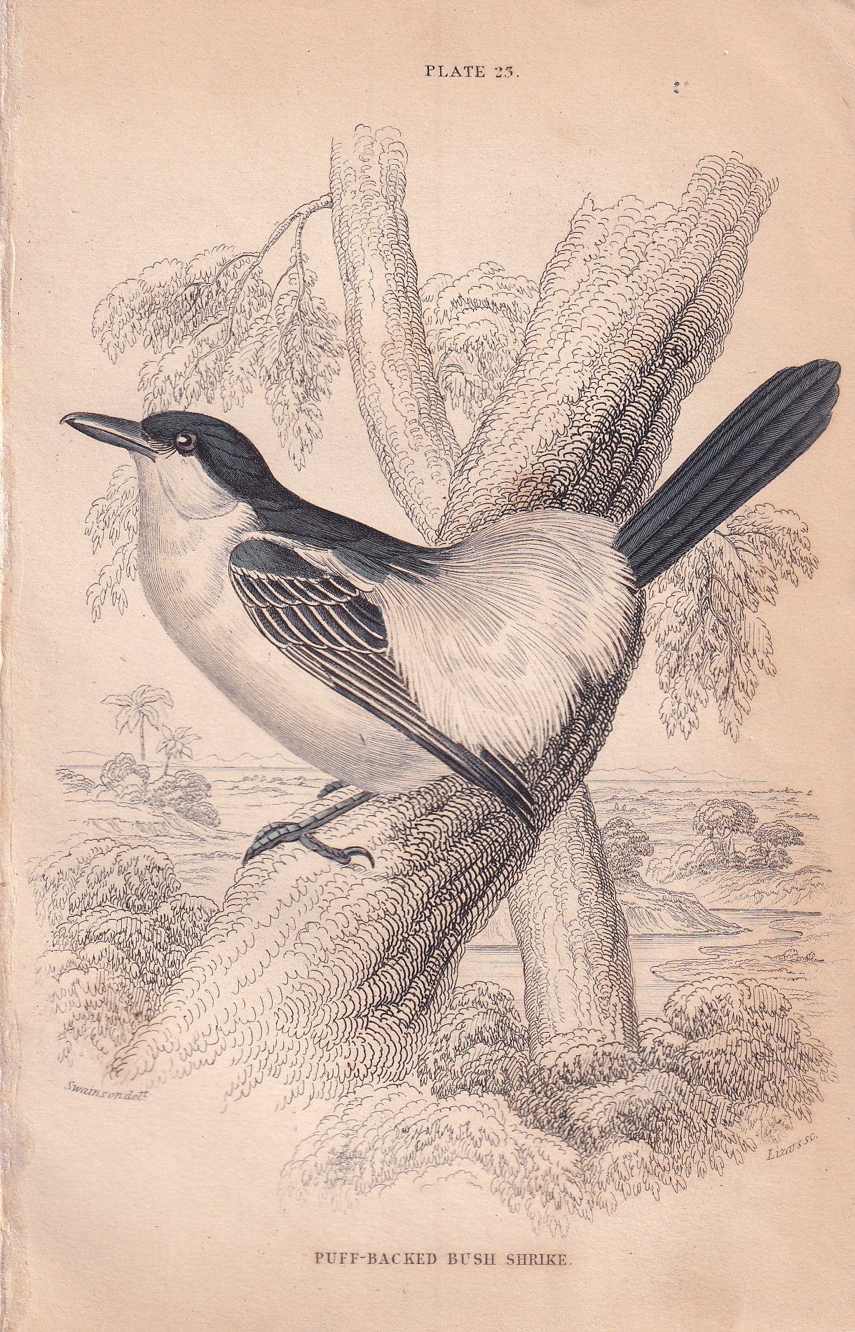 Puff-Backed Bush Shrike