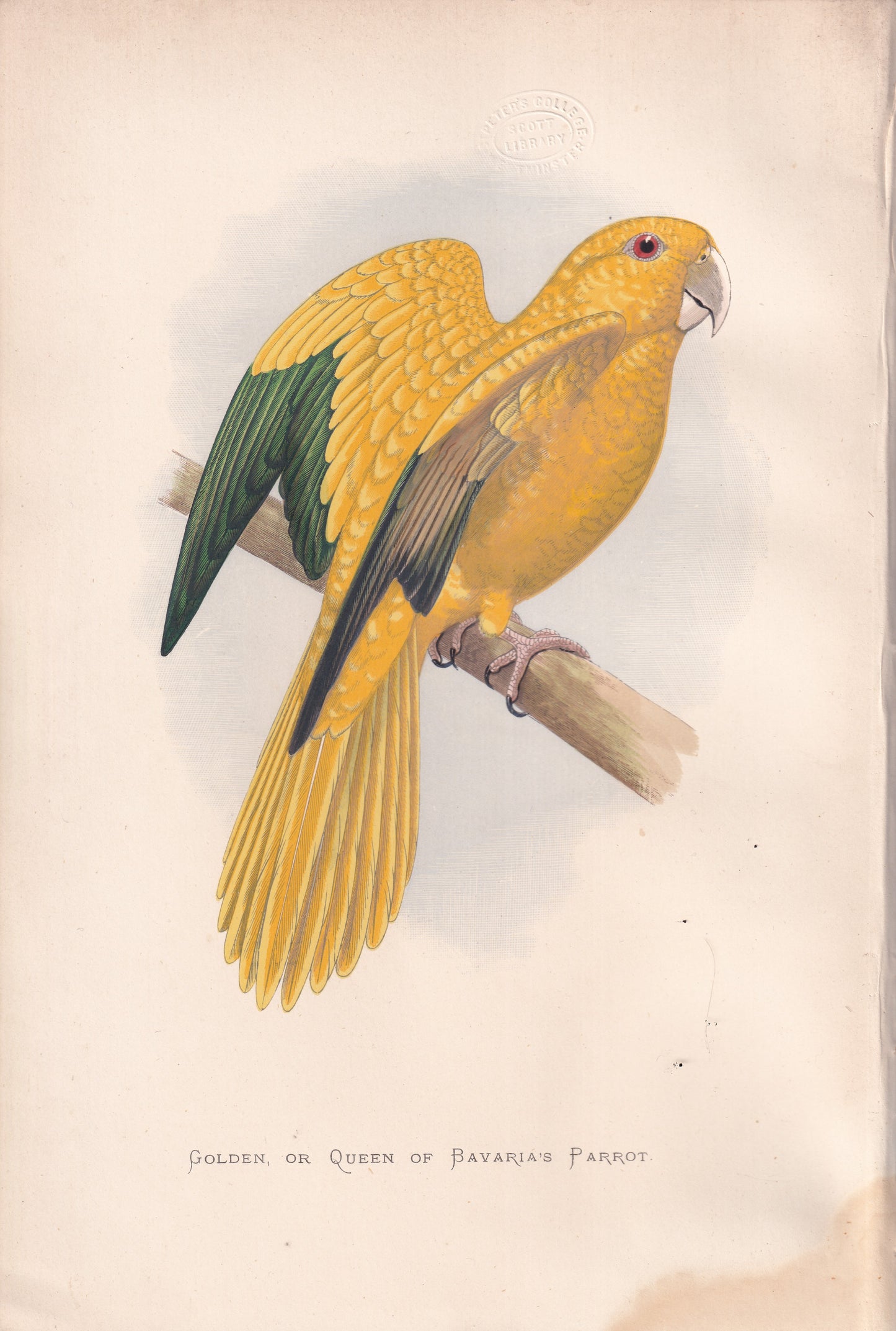 Queen of Bavavia's Parrot