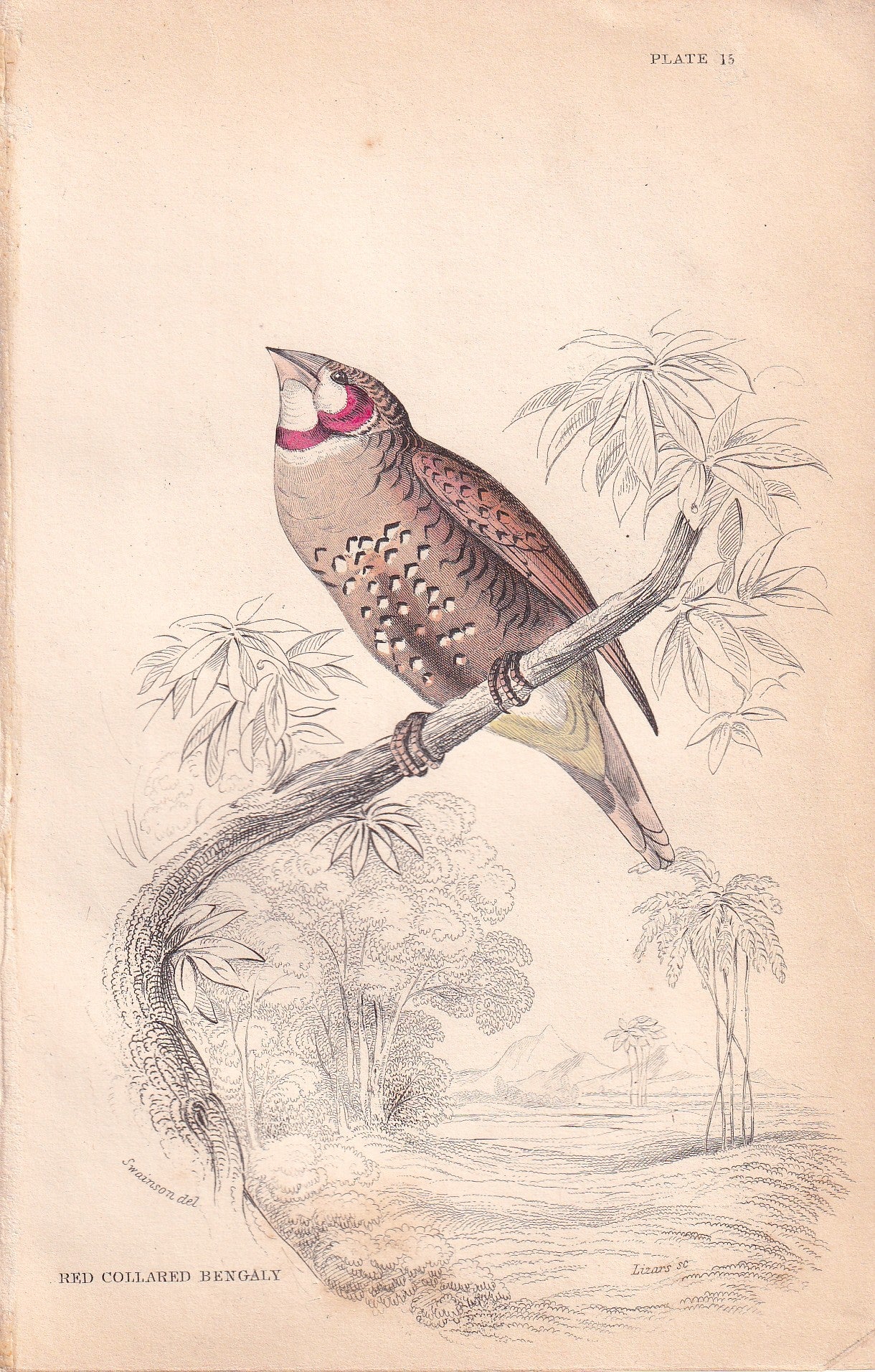 Red Collared Bengally
