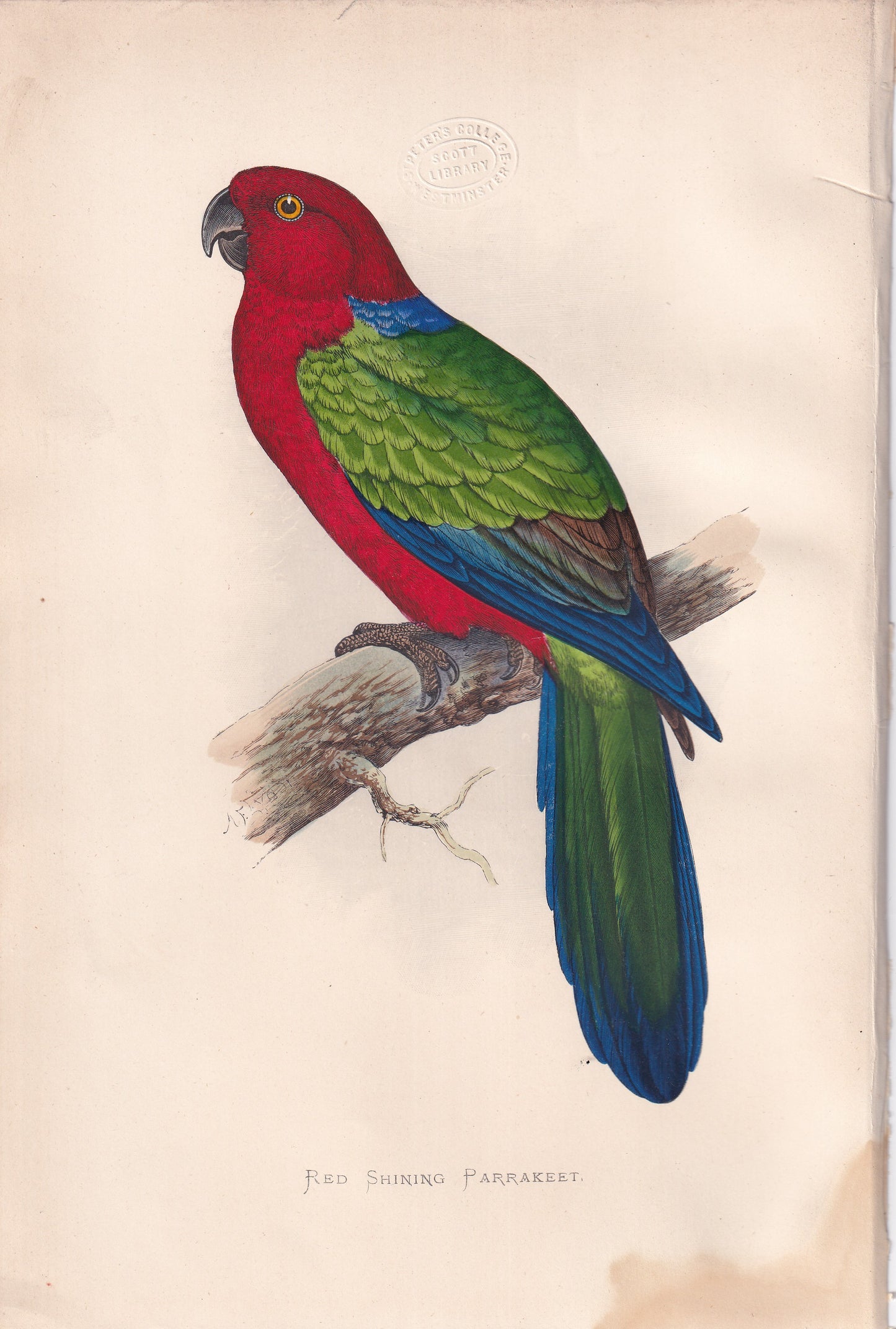 Red Shining Parrakeet