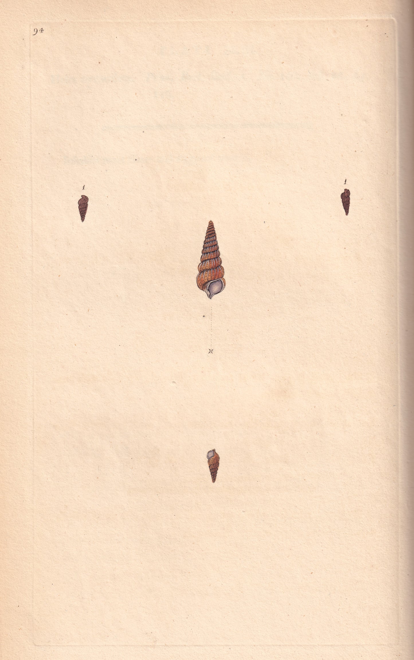 Ribbed Stromeus