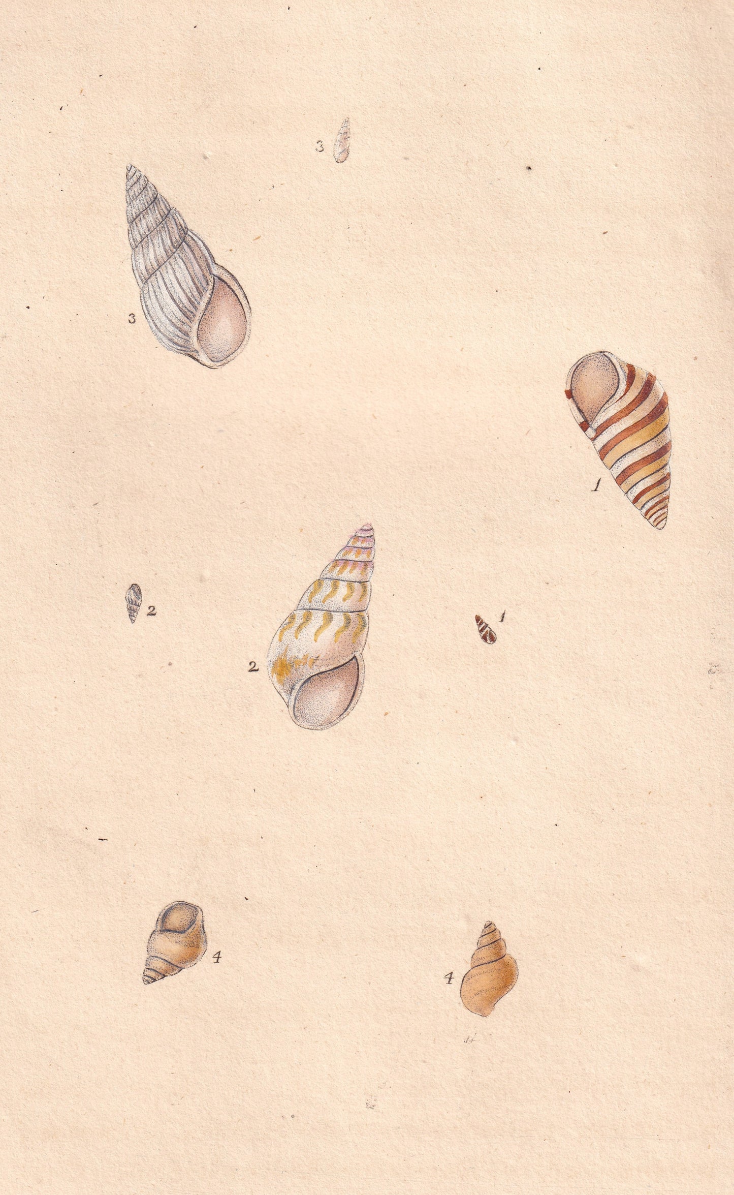 Ribbon Wreath Shell