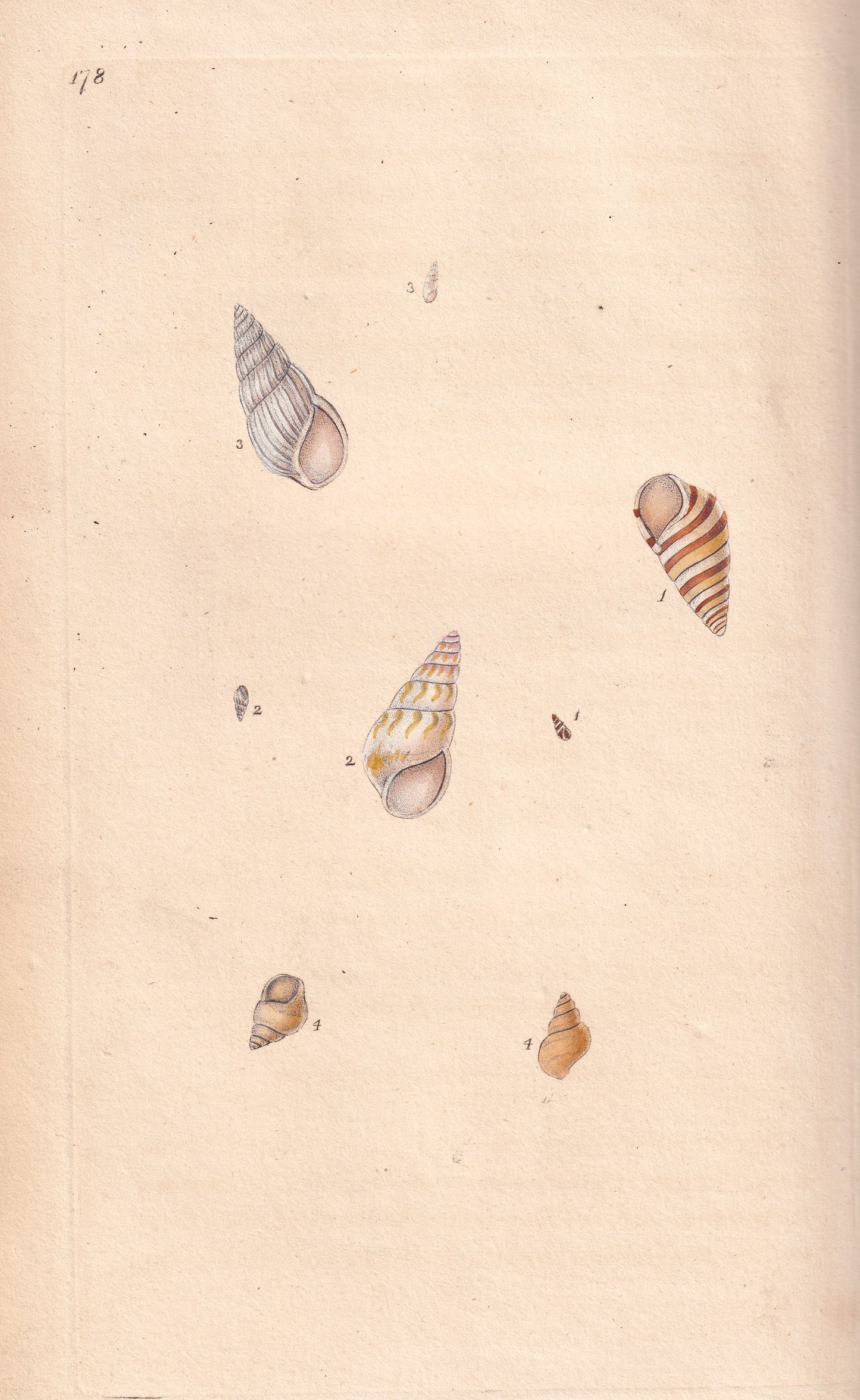 Ribbon Wreath Shell