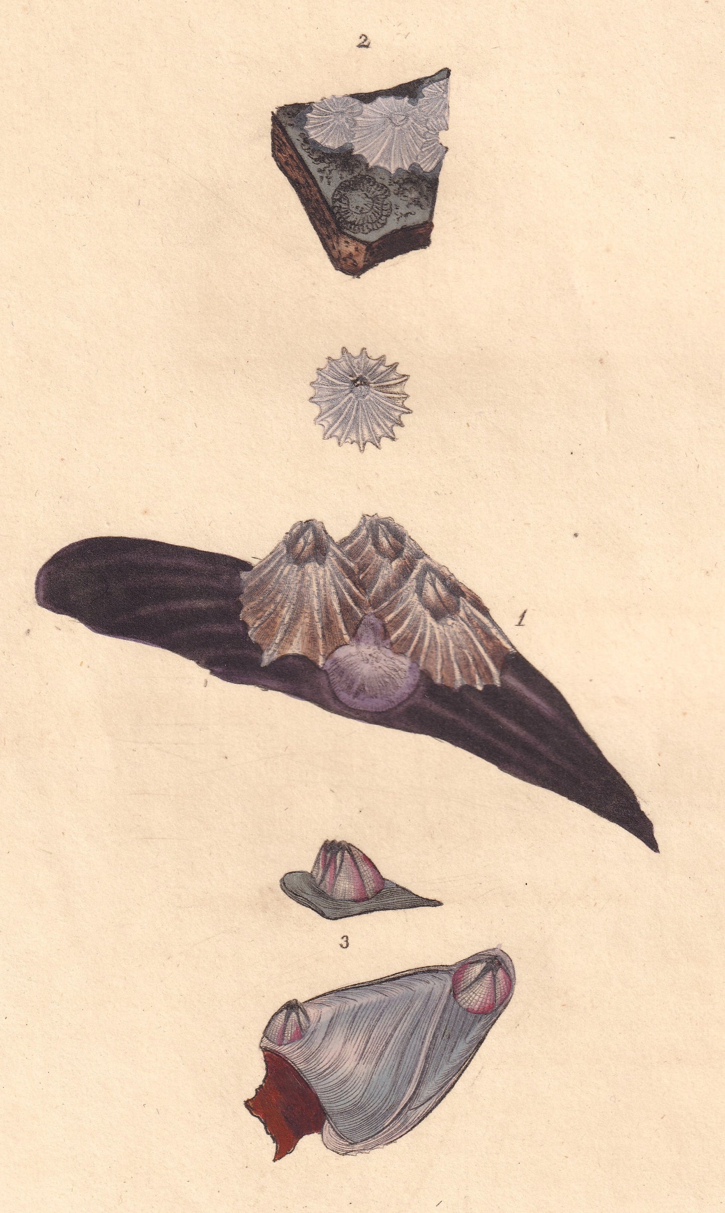 Ridged Acorn Shell