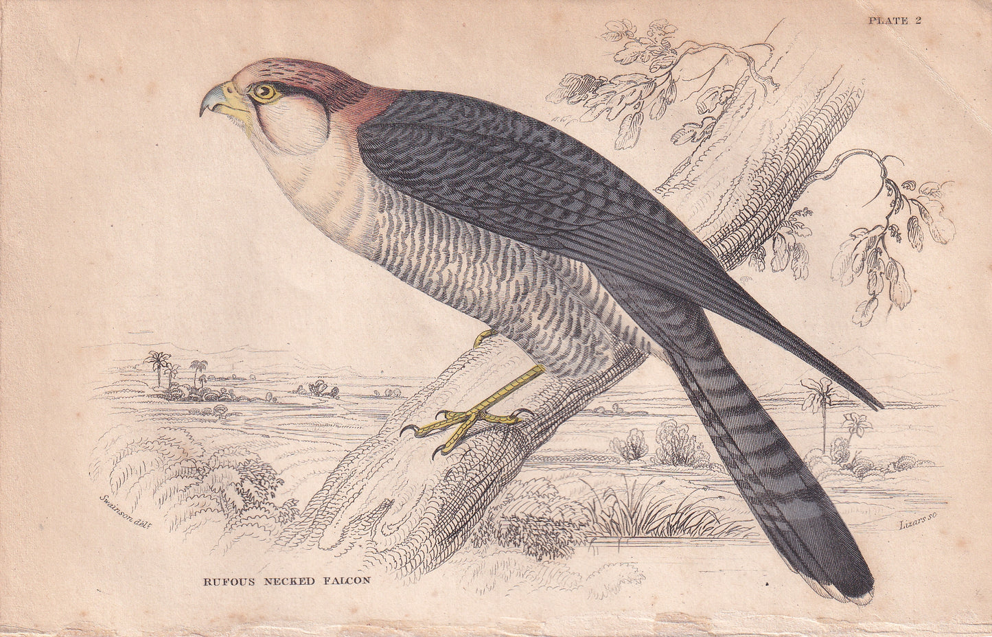 Ruflous Necked Falcon