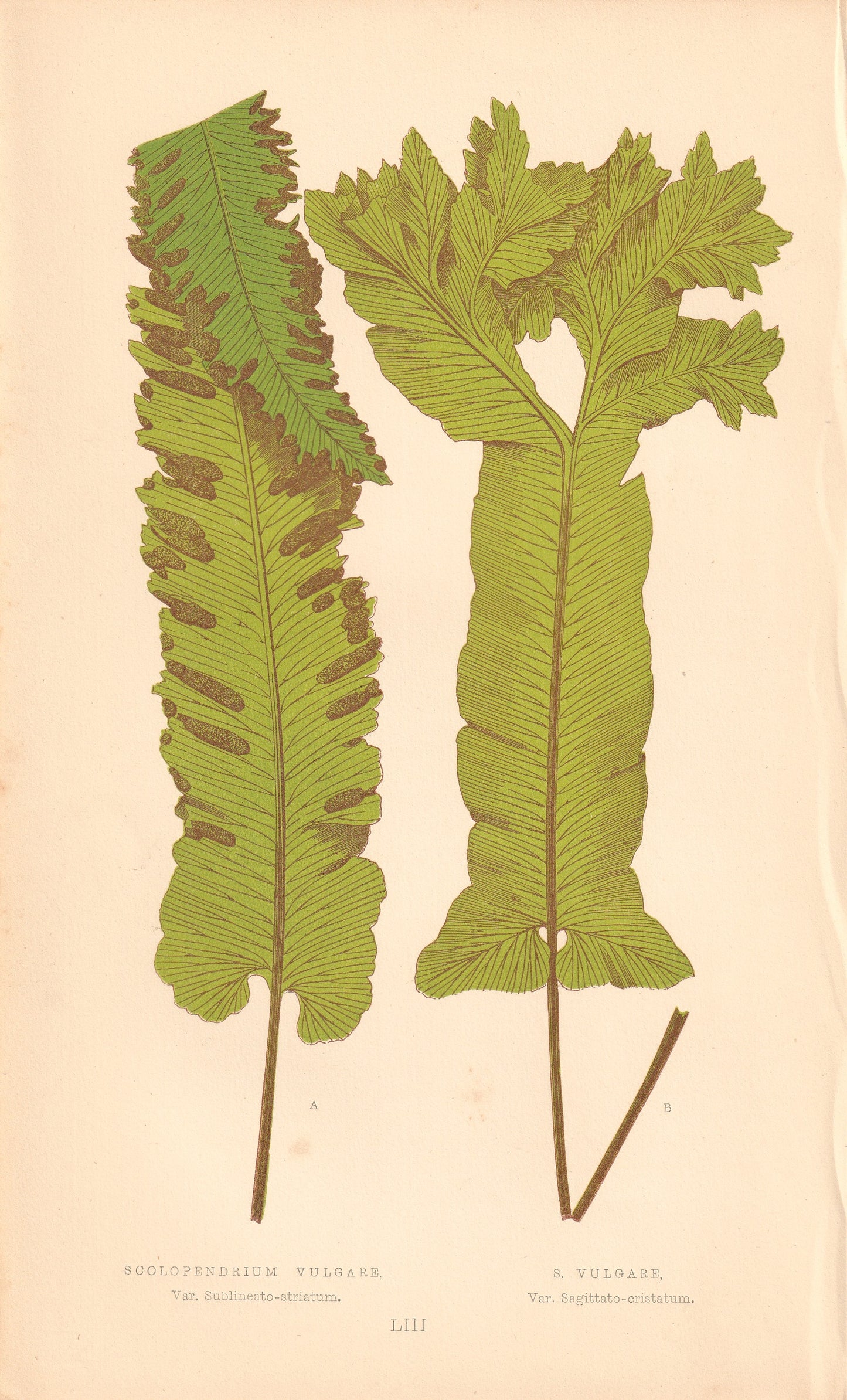 Scolopendrium Vulgare