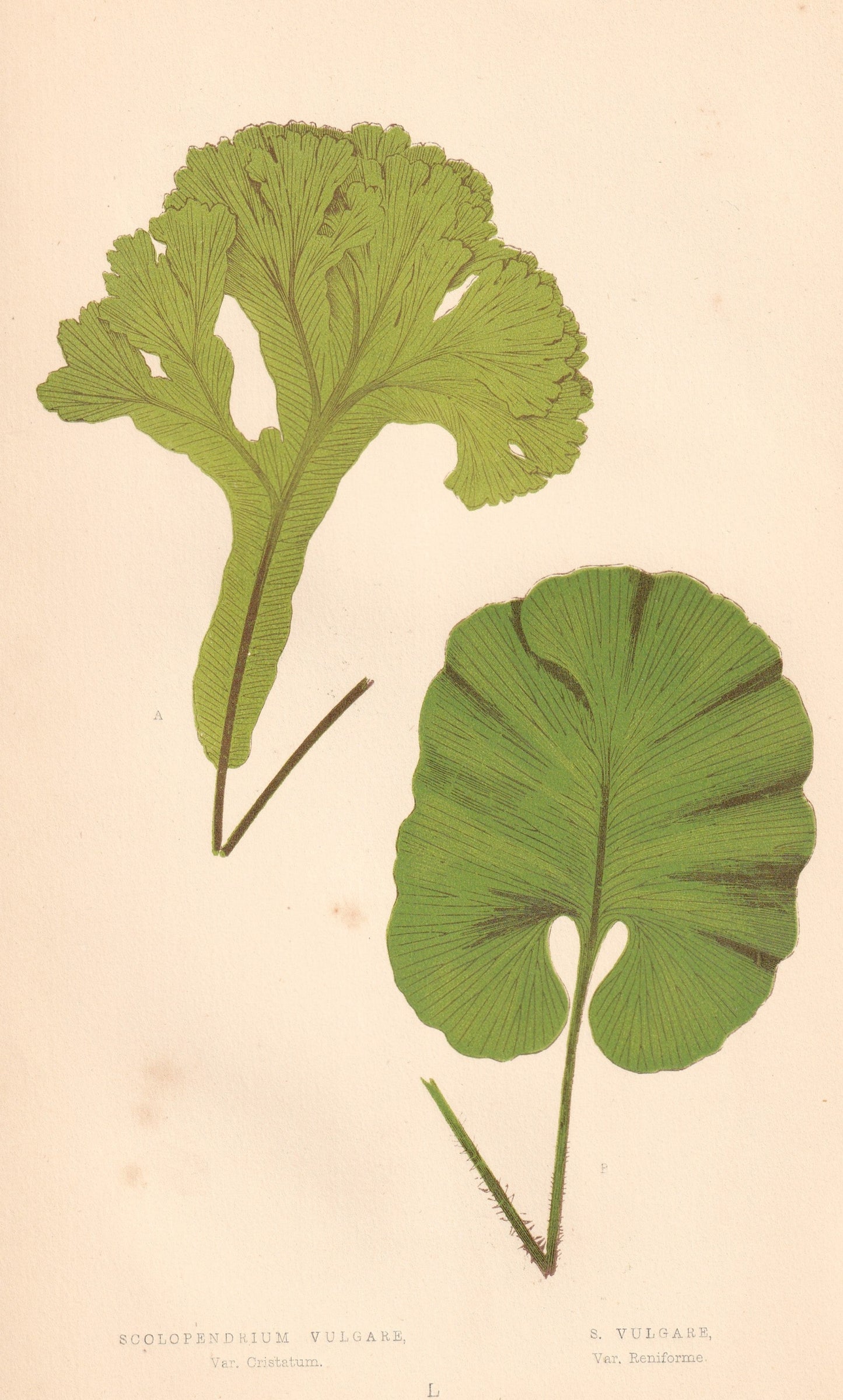 antique botanical prints
vintage botanical prints
botanical prints antique
antique flower prints
vintage flower prints
antique botanical art
vintage botanical art
antique plant prints
vintage plant prints
