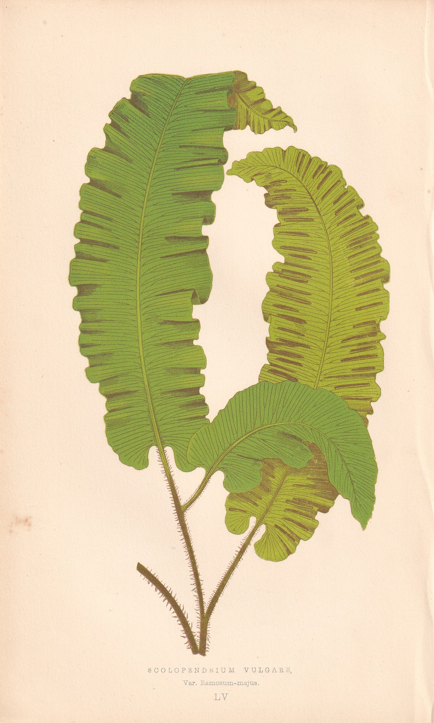 Scolopendrium Vulgare, Var. Ramosum-Majus
