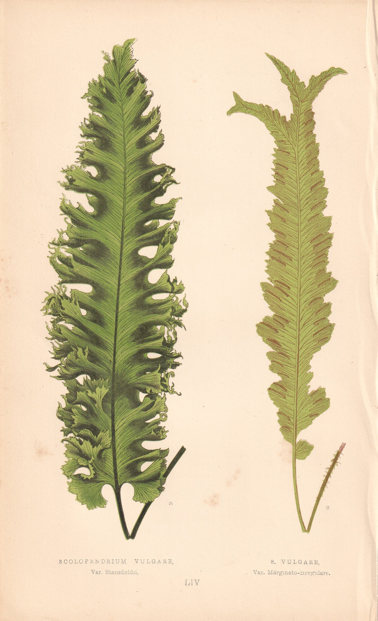 Scolopendrium Vulgare, Var. Stansfeldii