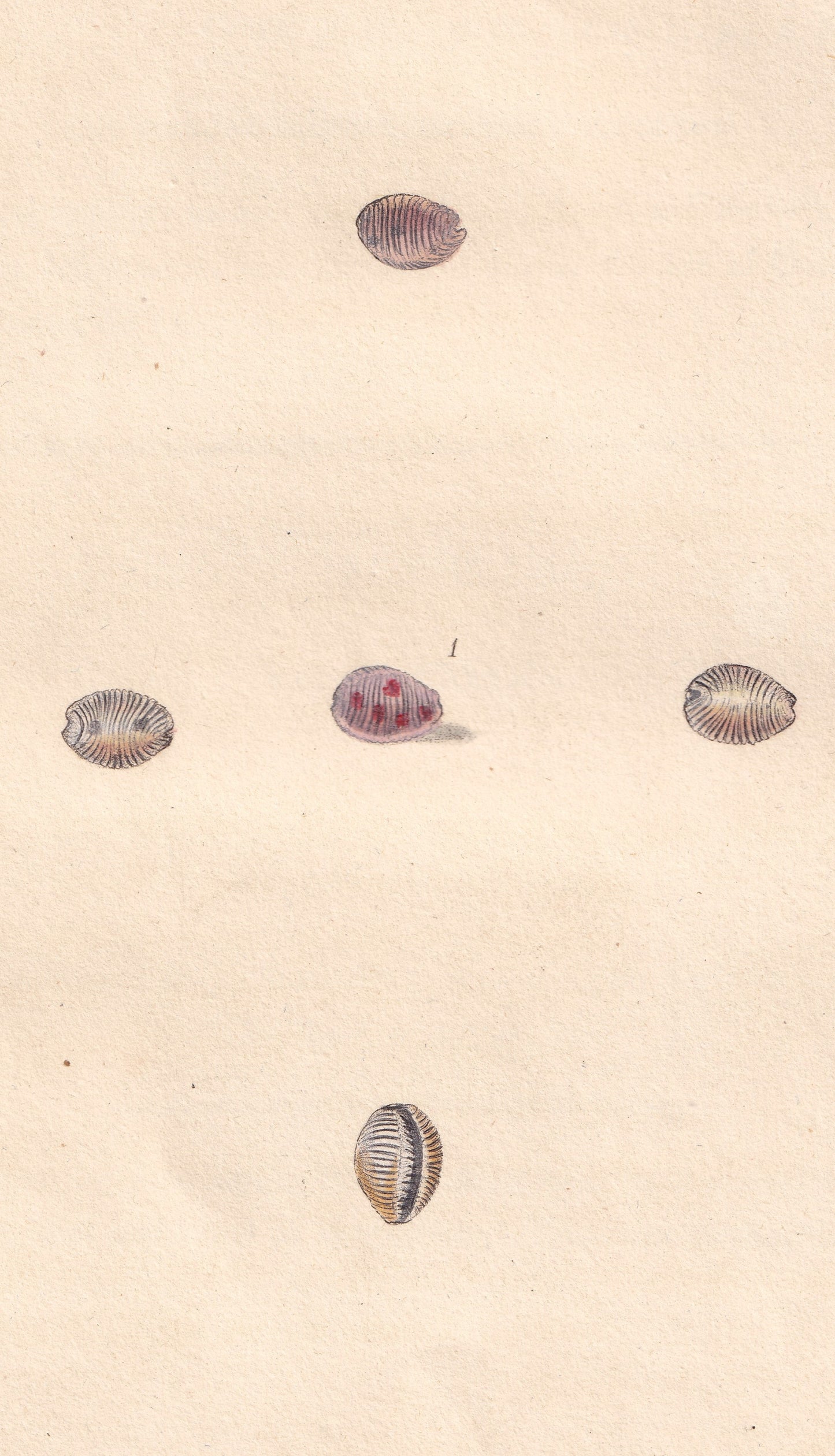 Sea Louse, Or Nun