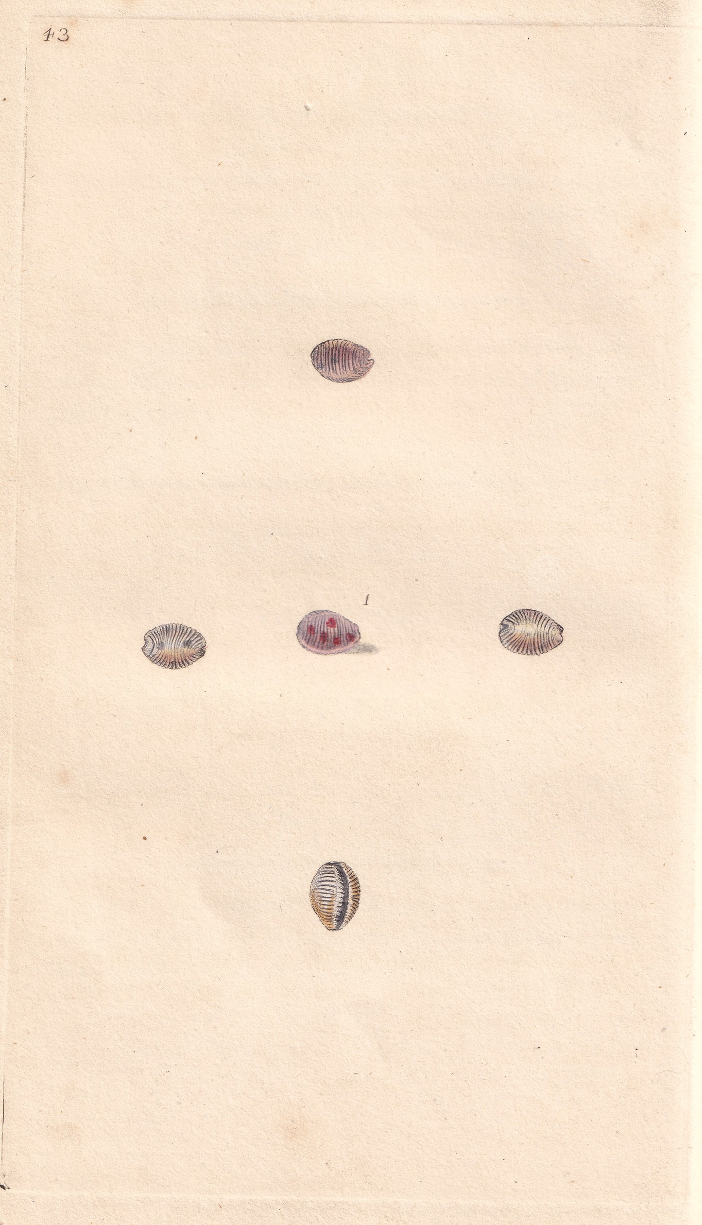 Sea Louse, Or Nun