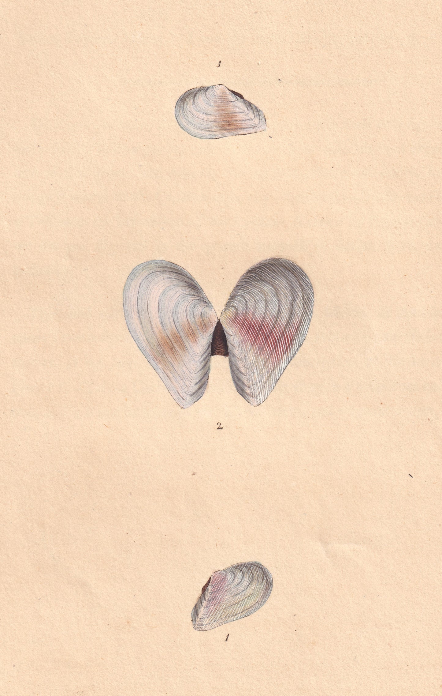 Semi-Striated Tellen
