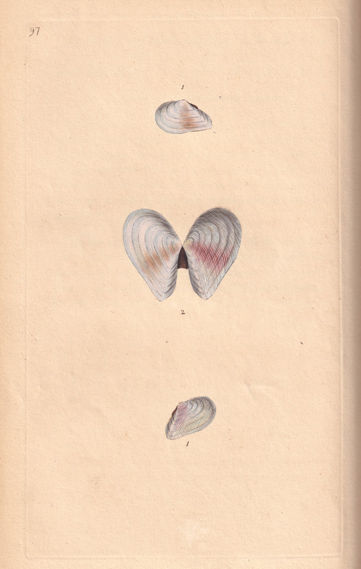 Semi-Striated Tellen