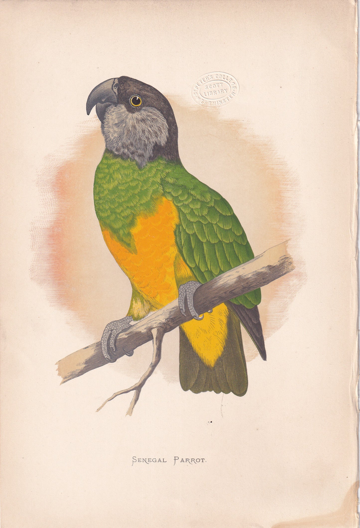 Senegal Parrot