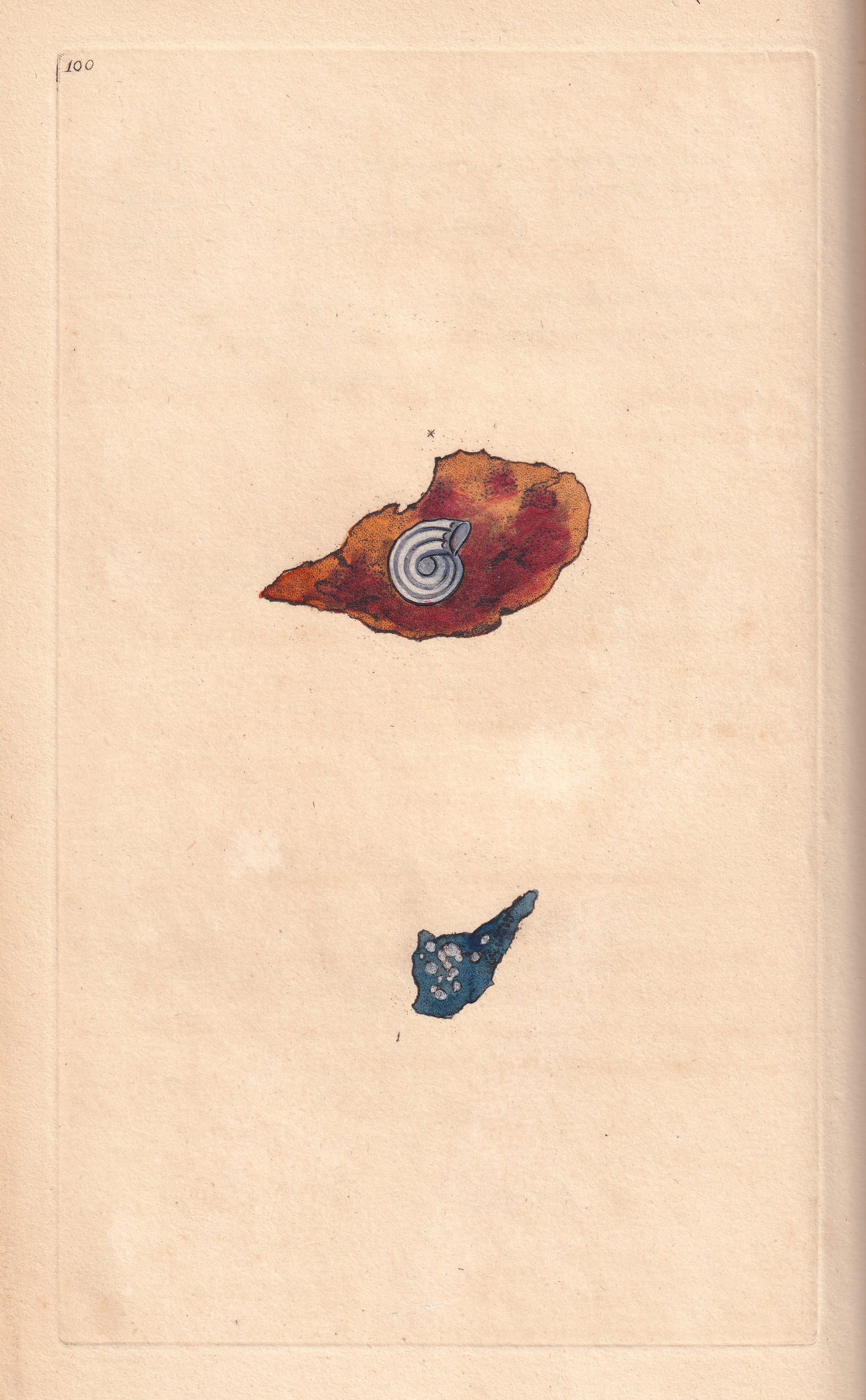 Serpula Granulata