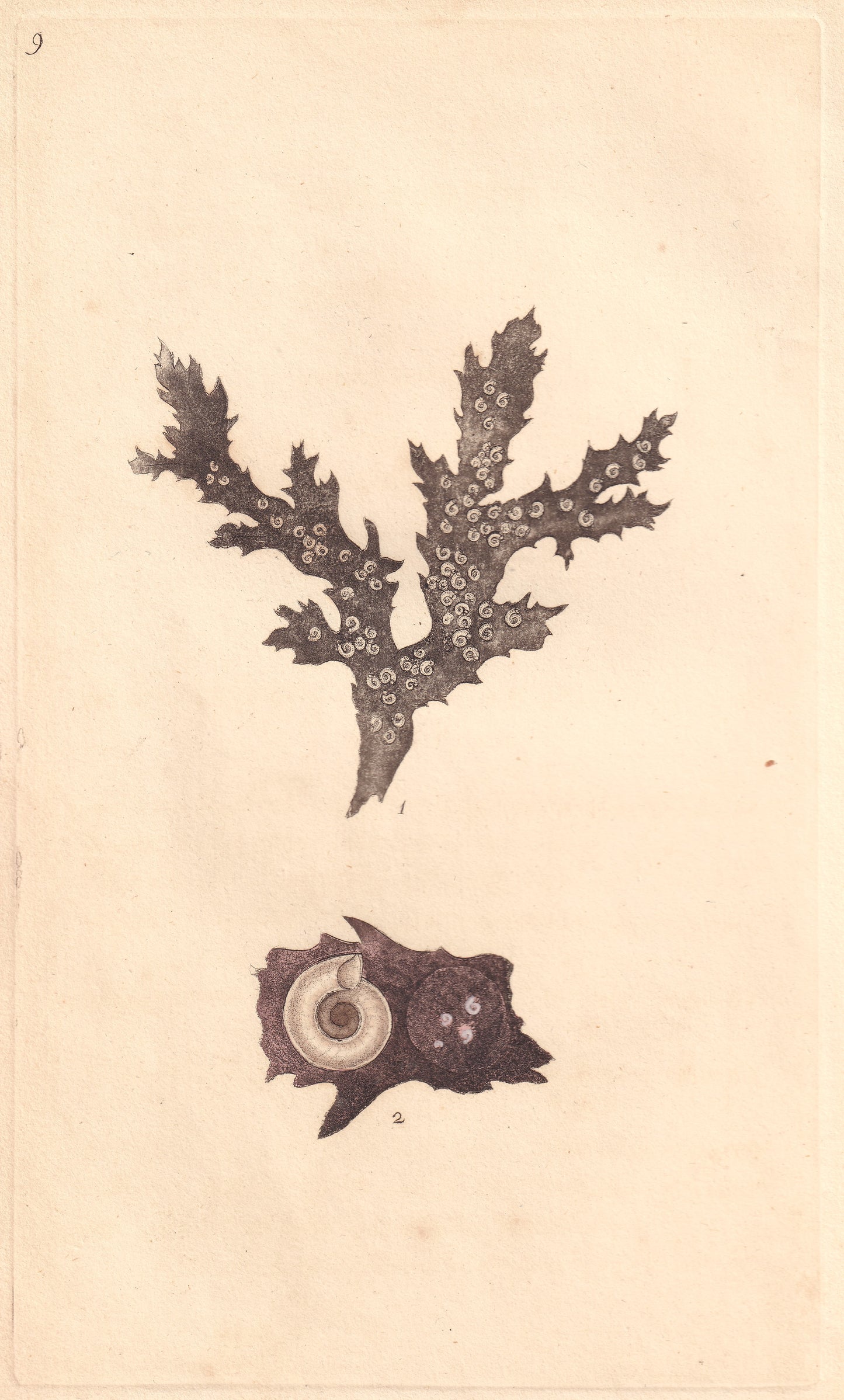 Serpula Spirorbis