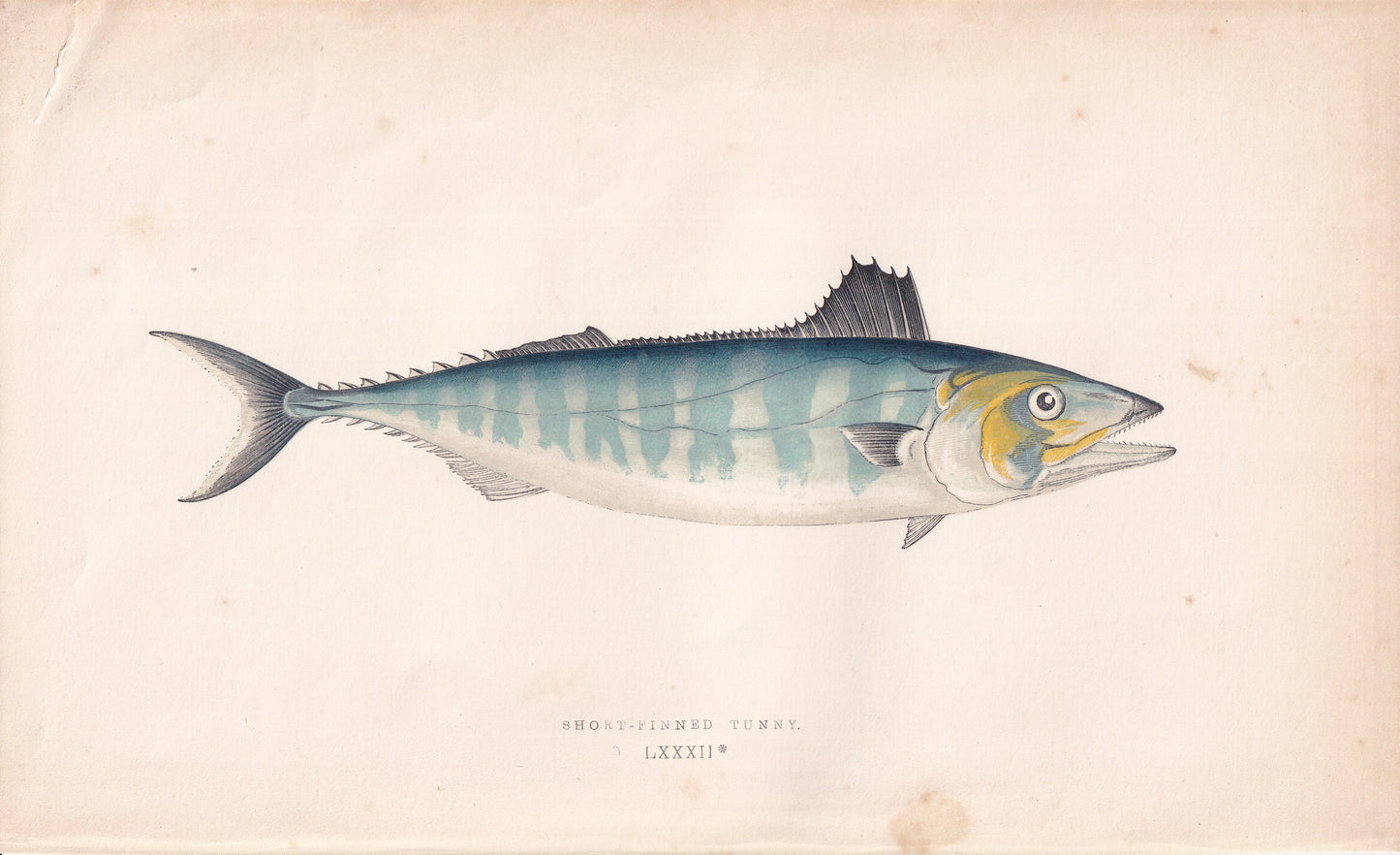 Short-Finned Tunny