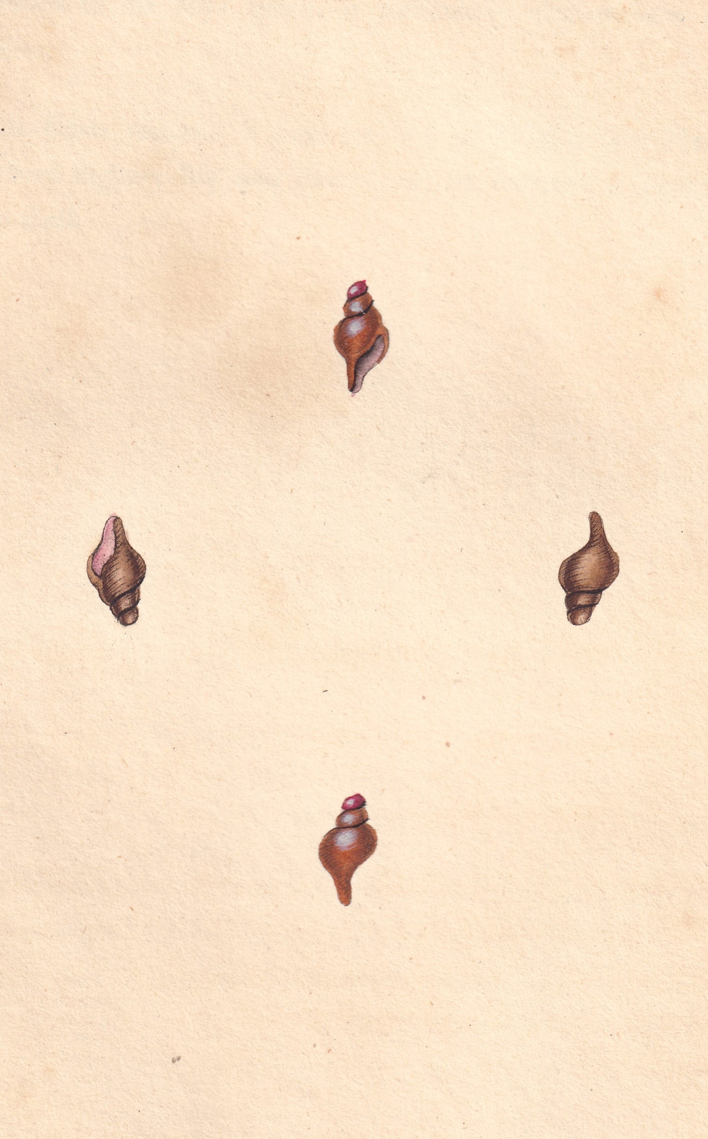 Shortened Murex or Rock Shell