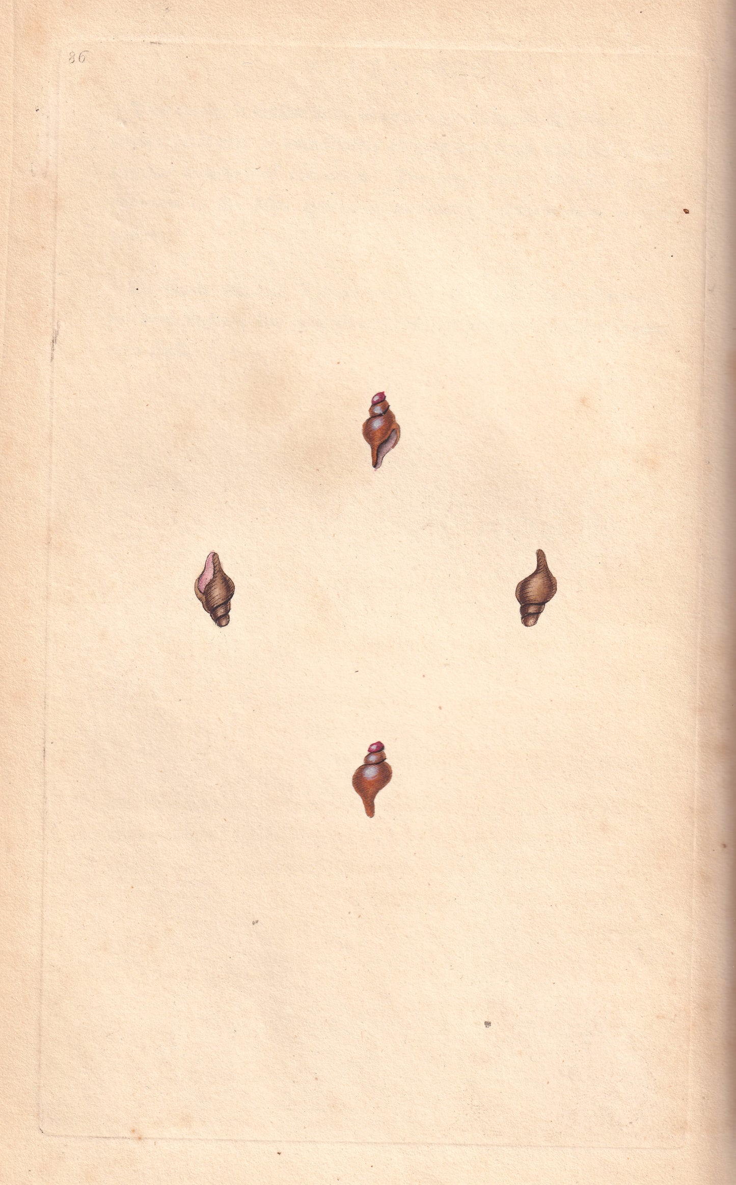Shortened Murex or Rock Shell