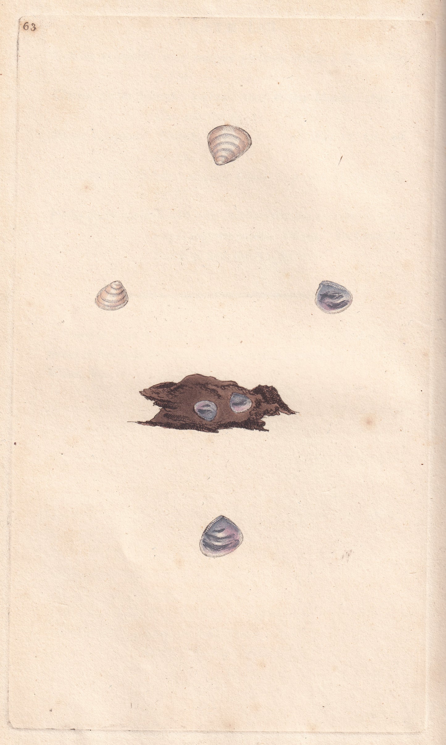 Silvery Ark