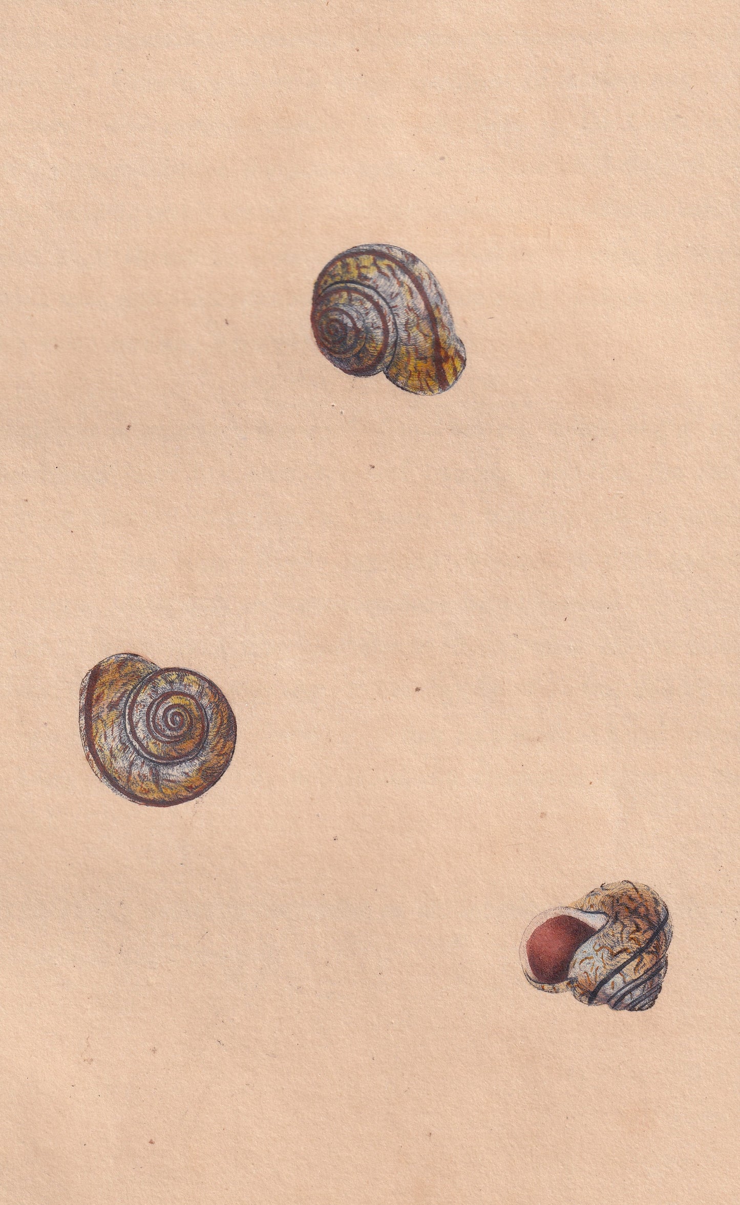 Single-Streak Snail