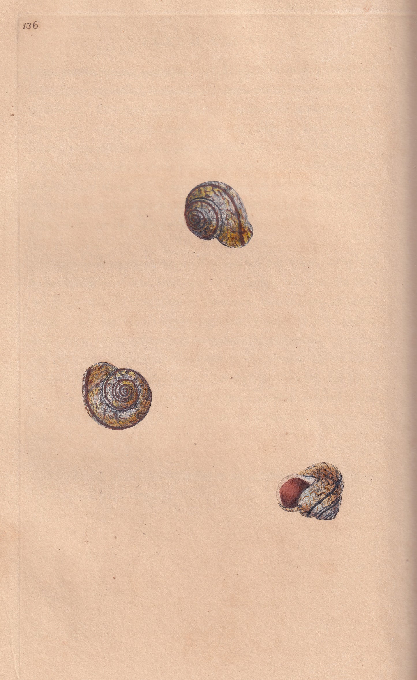 Single-Streak Snail